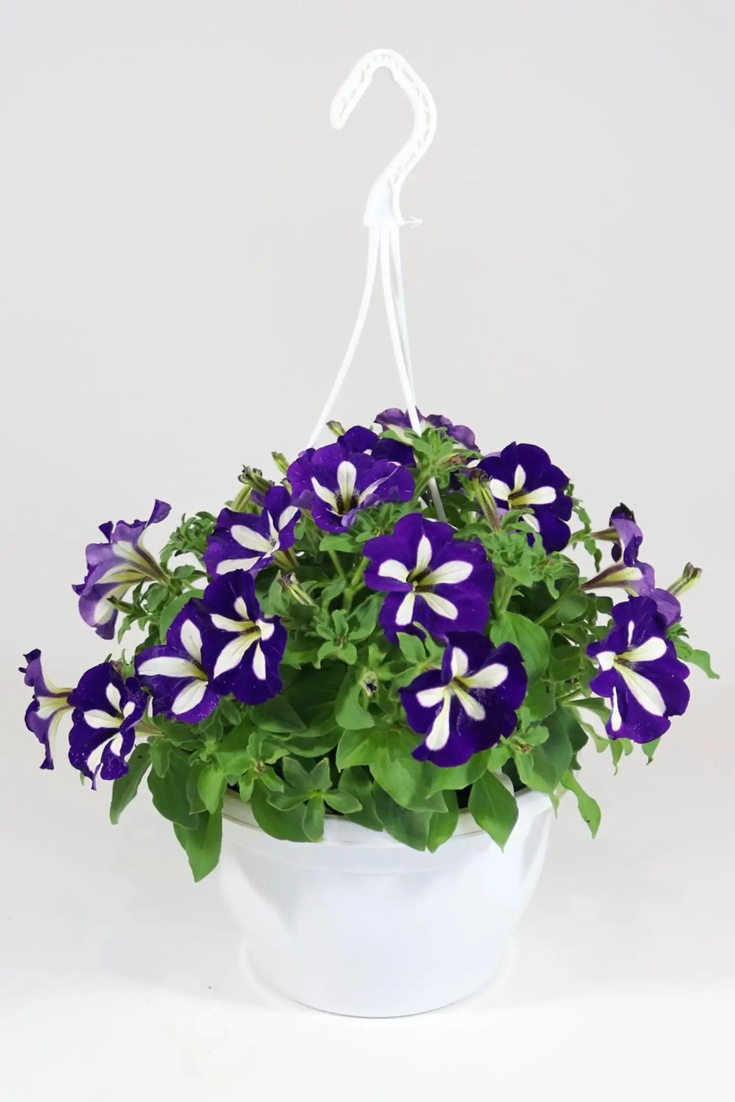 Erikoispetunia-amppeli 23 cm - 4