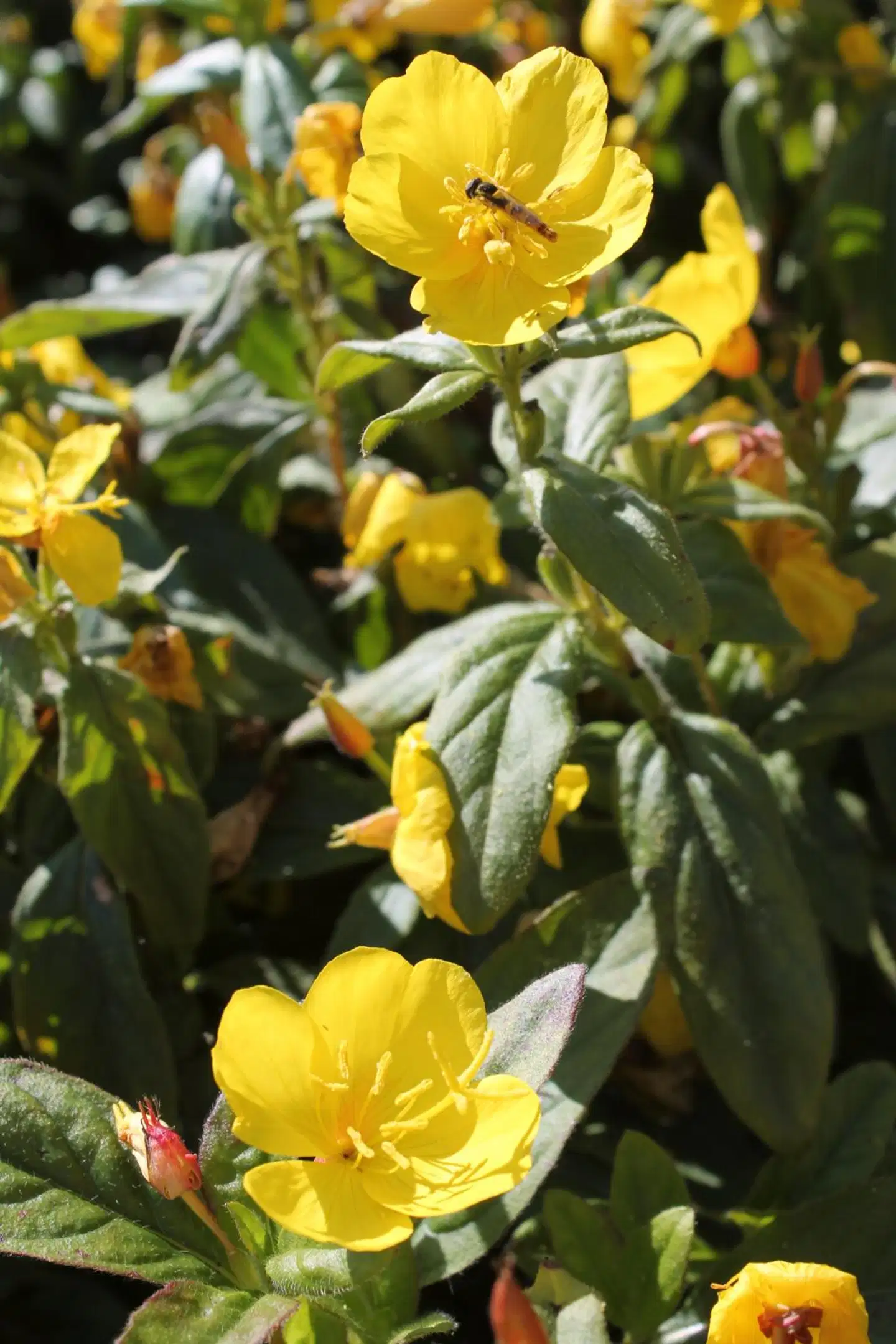 Satakunnan Taimitukku Loistohelokki 'Yella Fella' Oenothera pilosella
