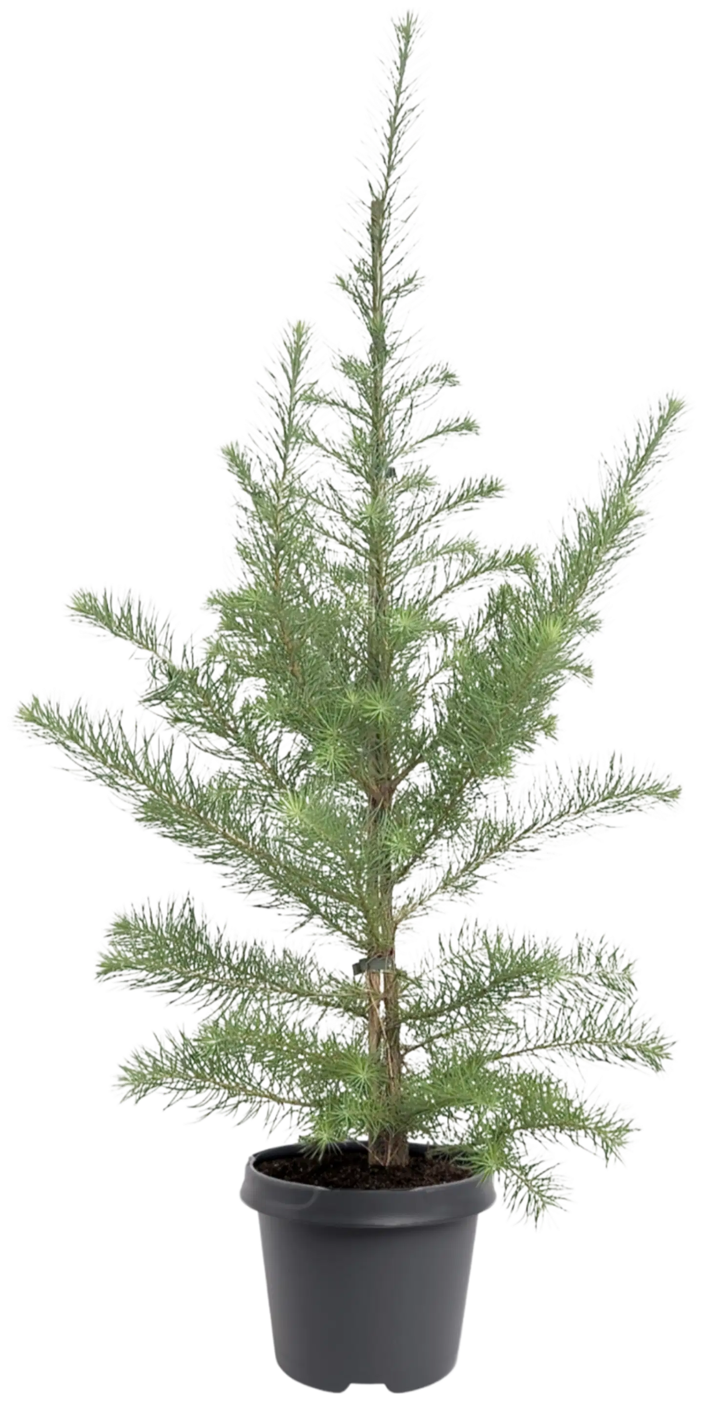 Japanin lehtikuusi 80-100cm astialaimi 5l ruukku Larix kaempferi