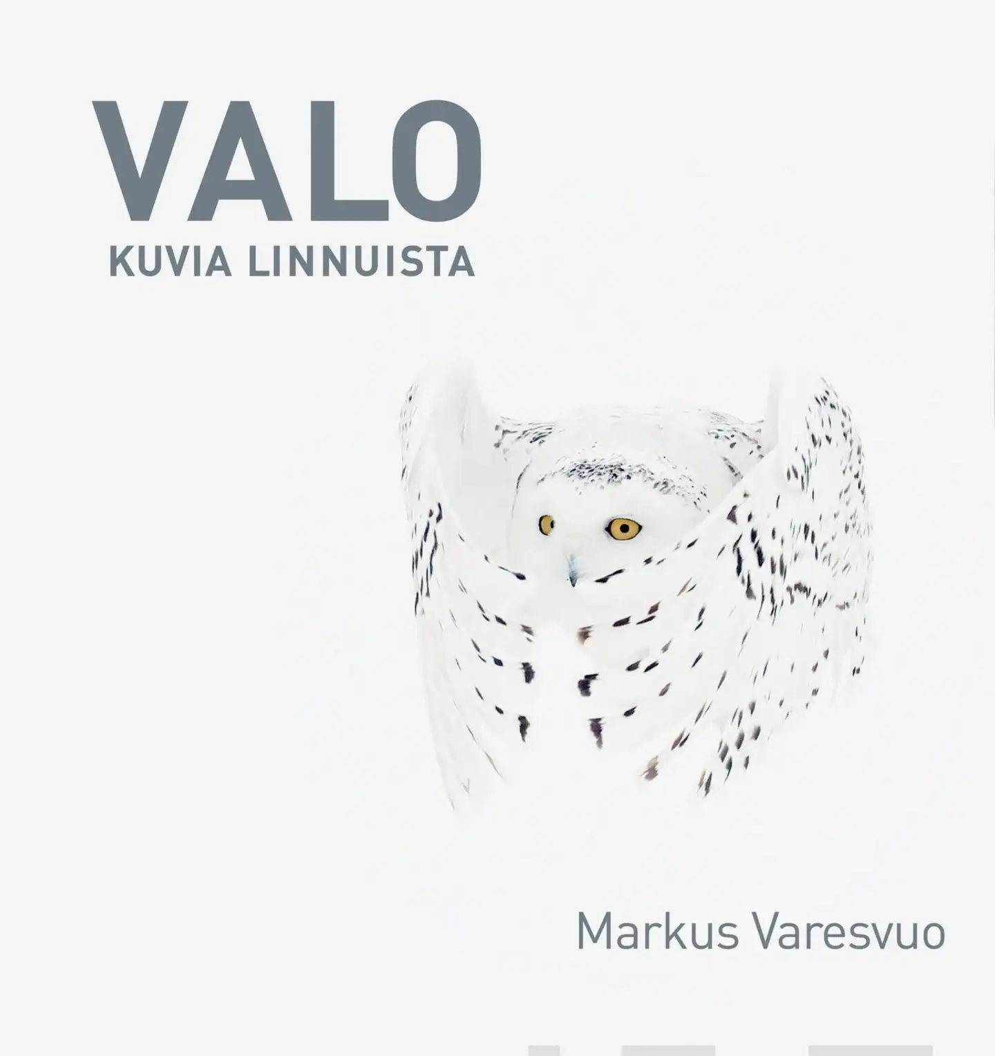 Valokuvia linnuista