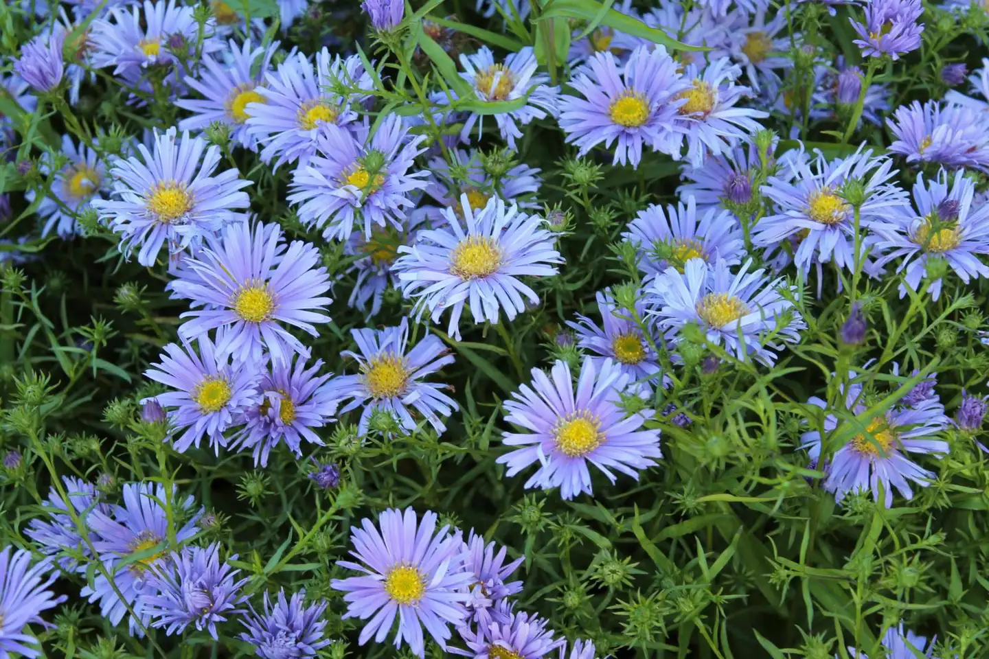 Reunusasteri 'Sinipilvi' Aster dumosus