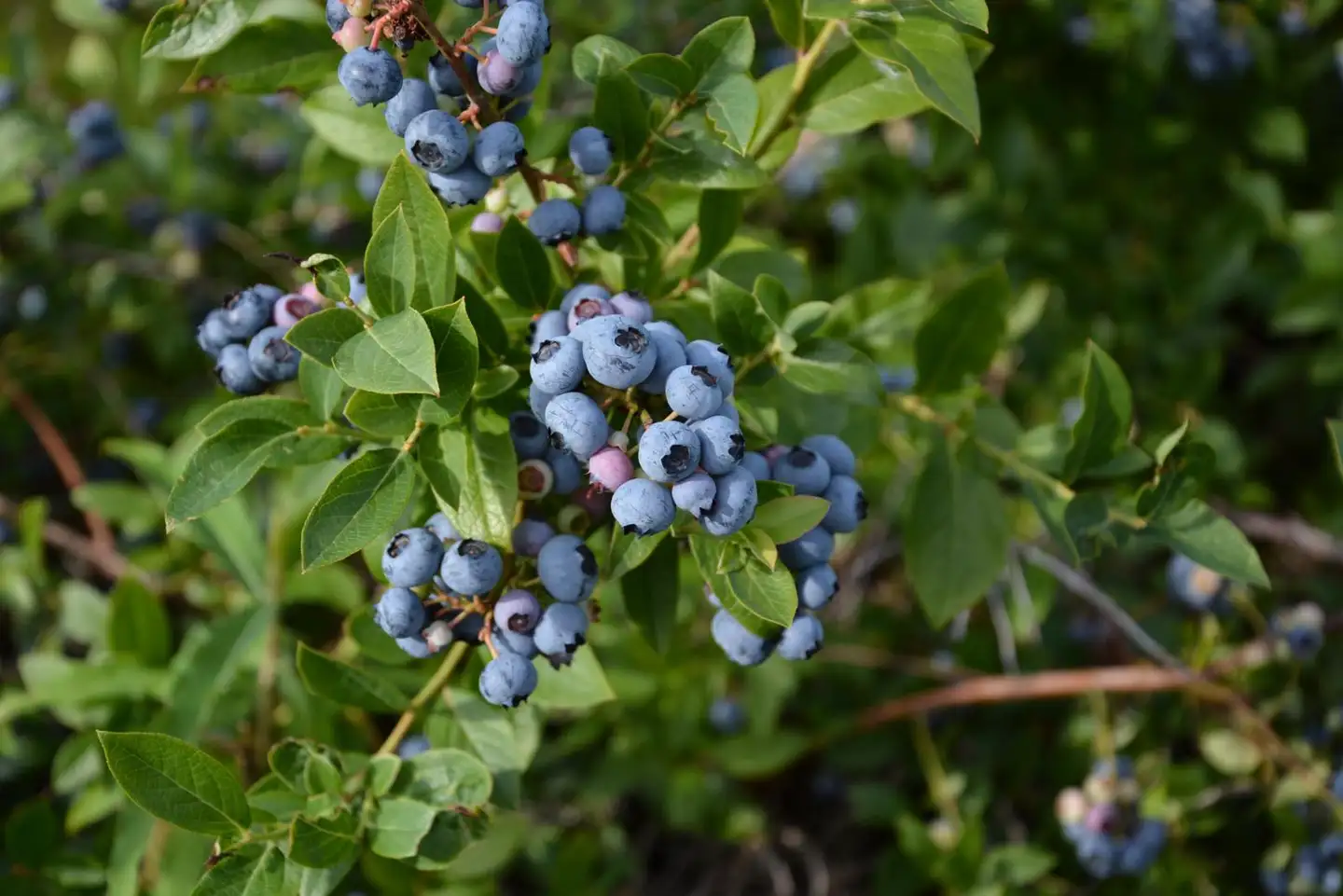 Pensasmustikka 'Northland' 2 l astiataimi Vaccinium corymbosum 'Northland'