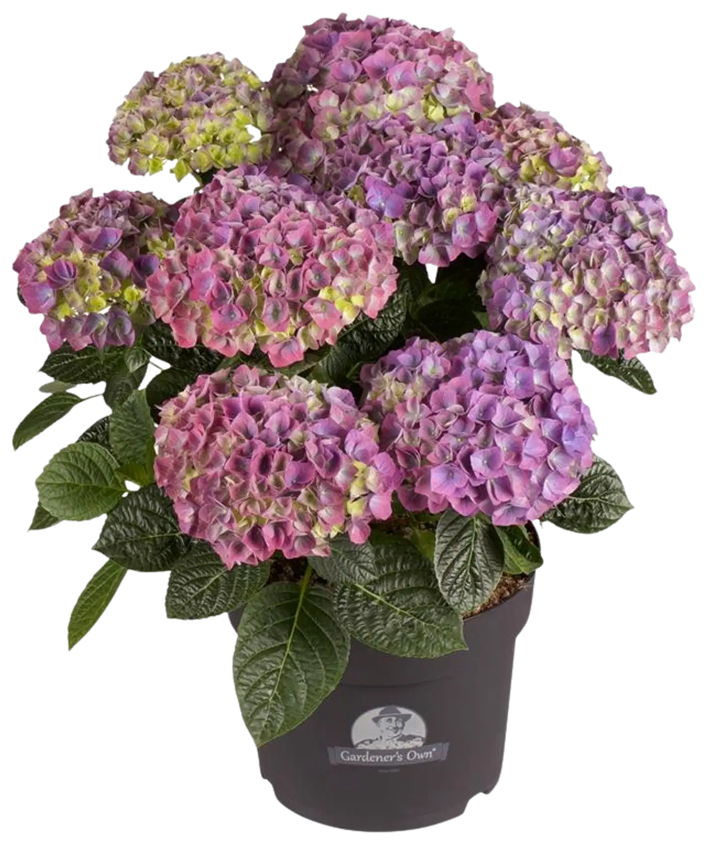Hortensia RK 21 cm sininen