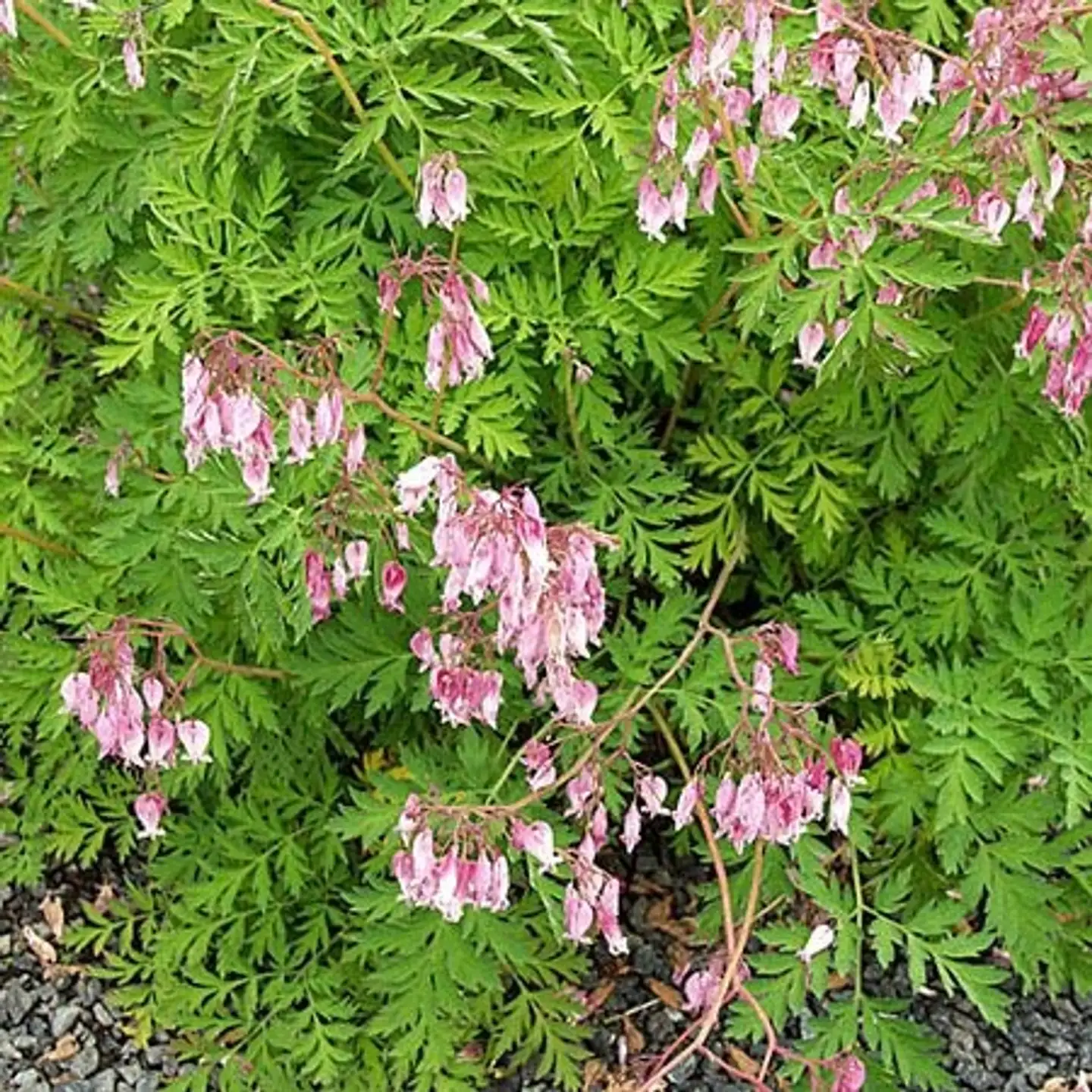 Kesäpikkusydän 'Luxuriant' Dicentra formosa