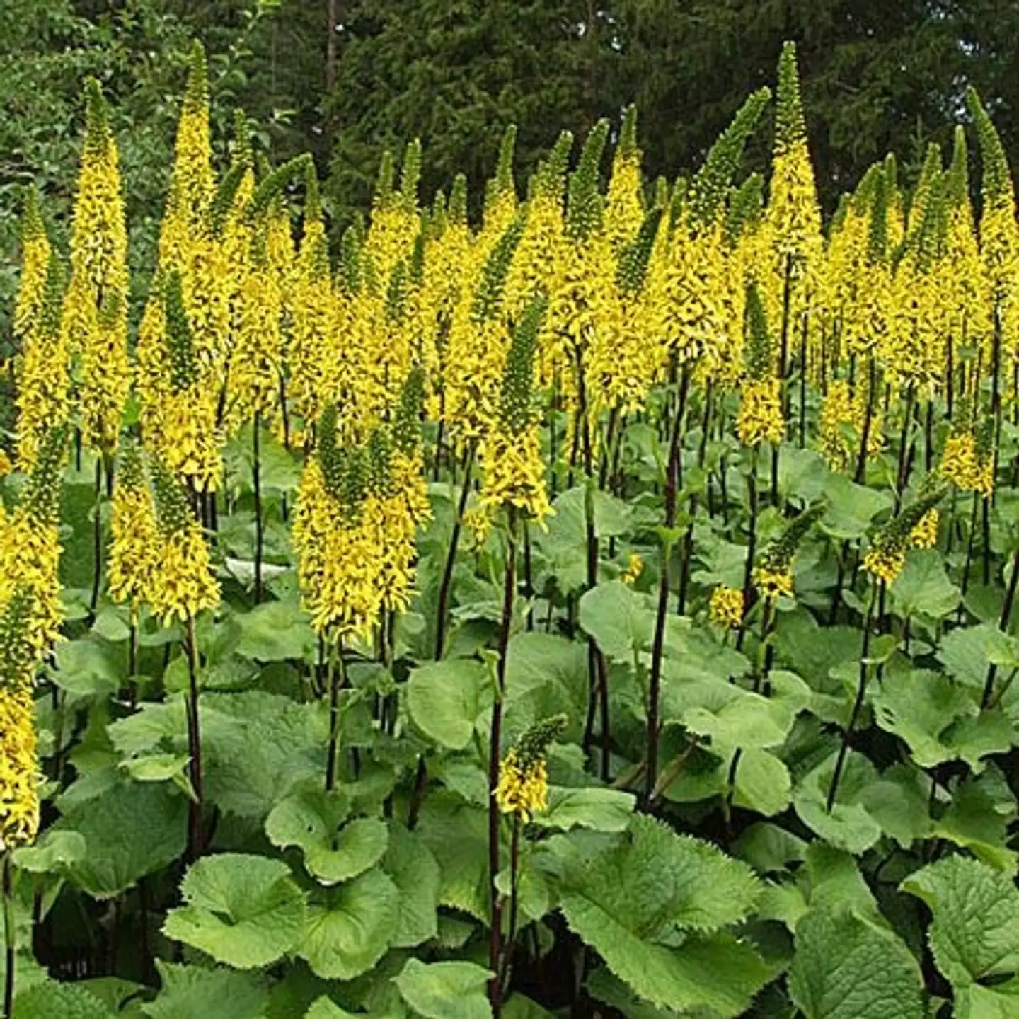 Lapinnauhus 'Hietala' Ligularia