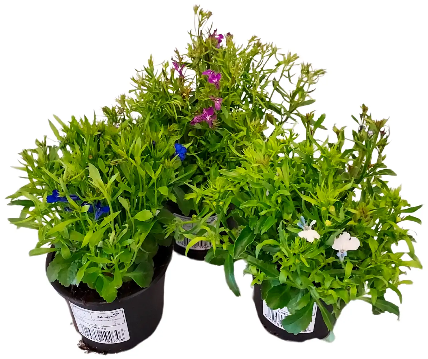 Lobelia 9cm