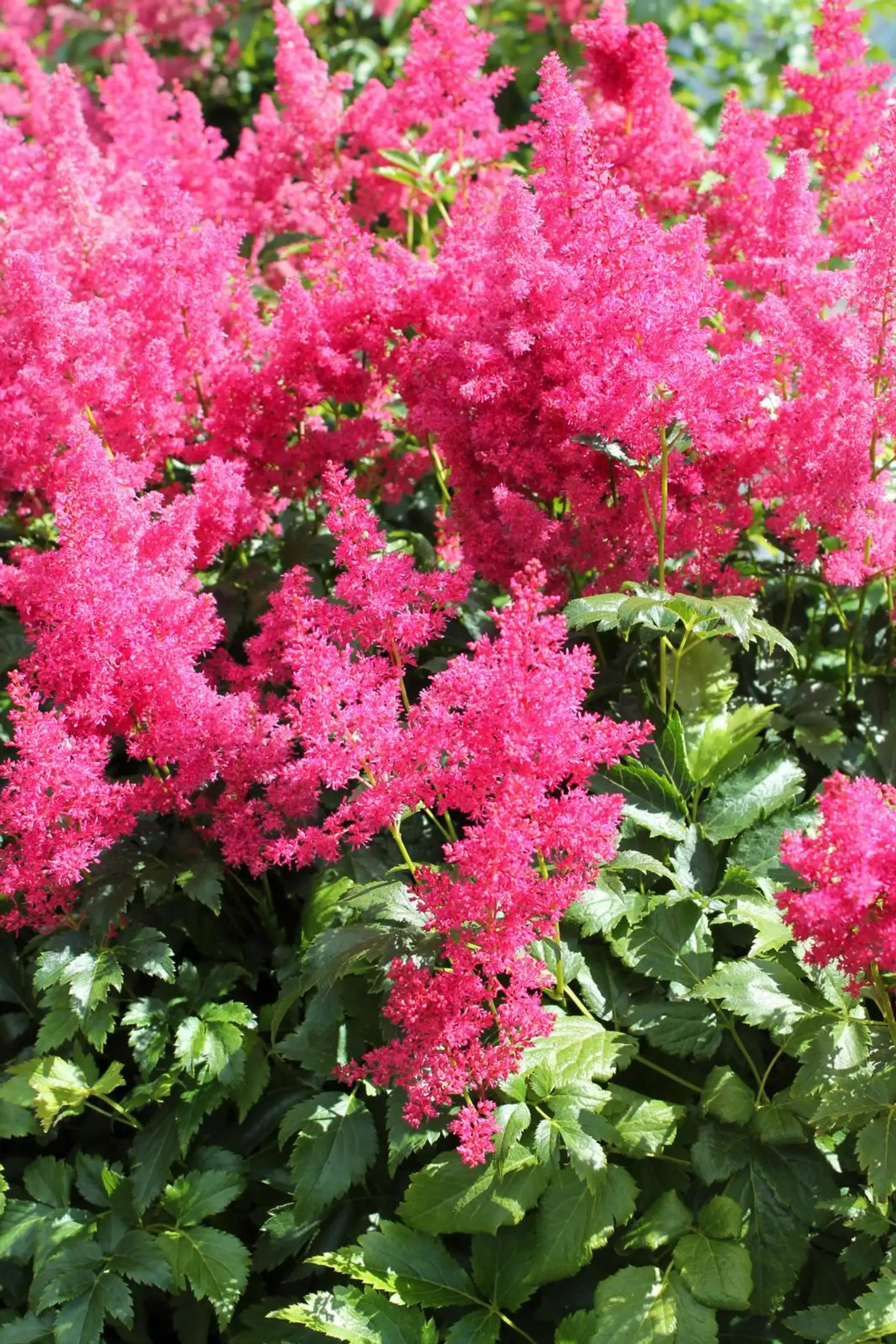 Jaloangervo 'Ruby Red' Astilbe younique