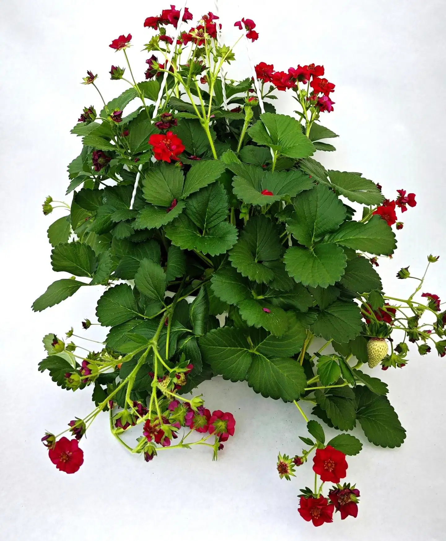 Mansikka Summerbreeze Rose 23cm