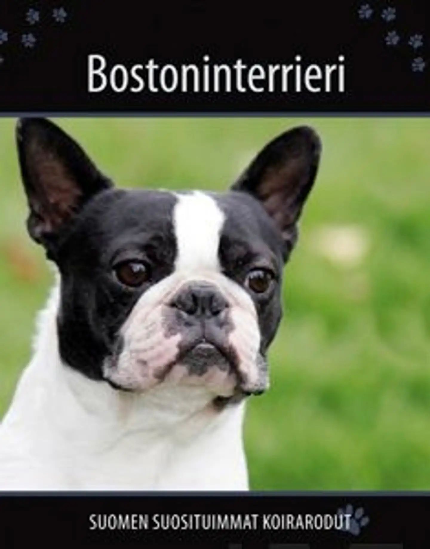 Bostoninterrieri