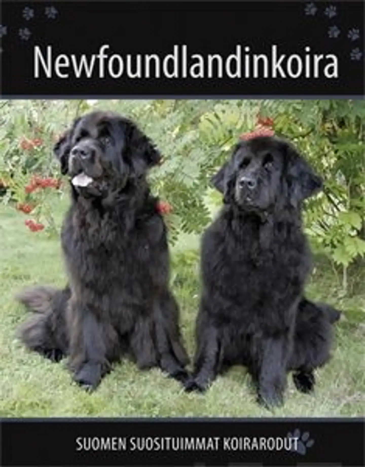 Newfoundlandinkoira