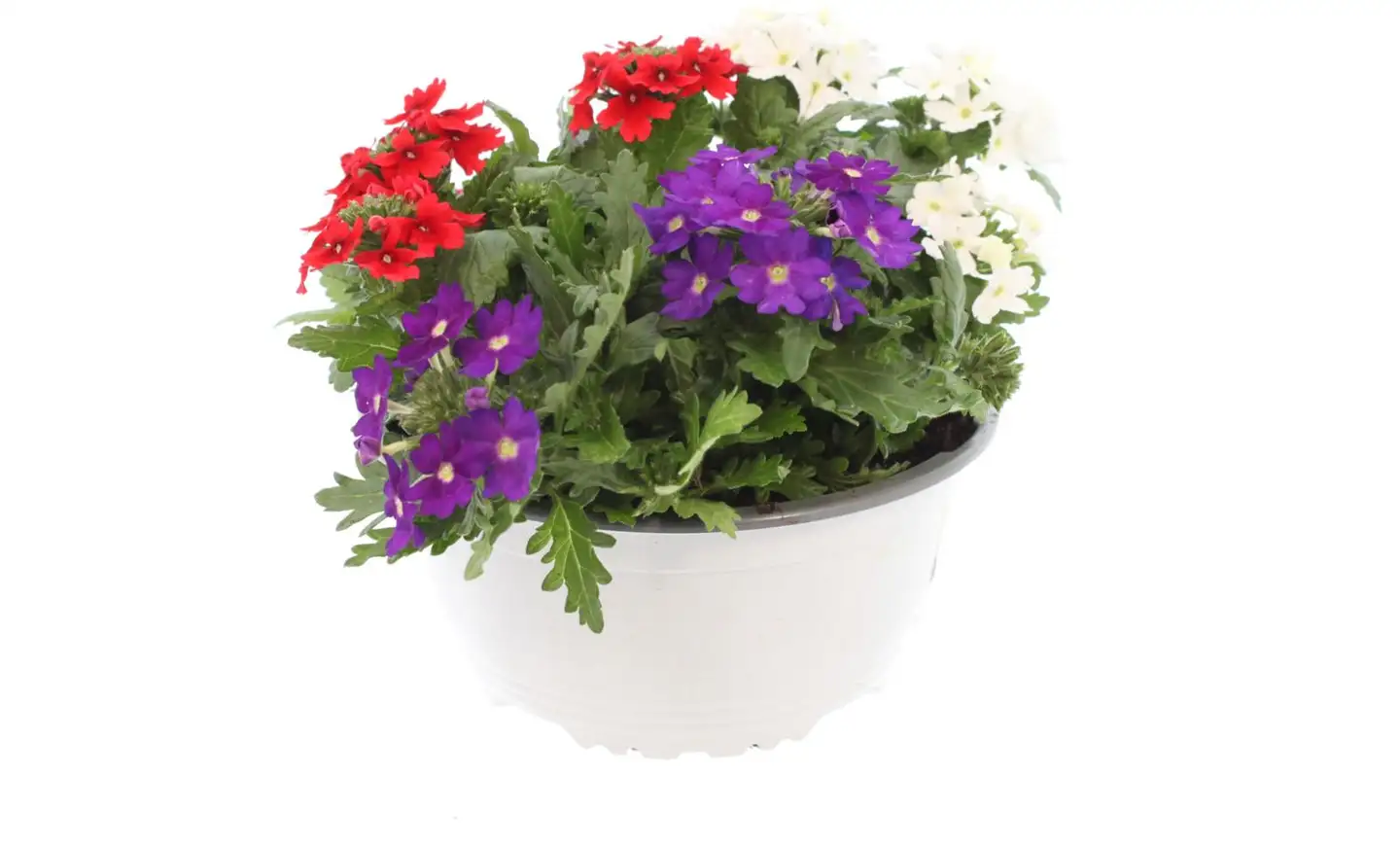 Rautayrtti Trixi Mix 17 cm kulhossa