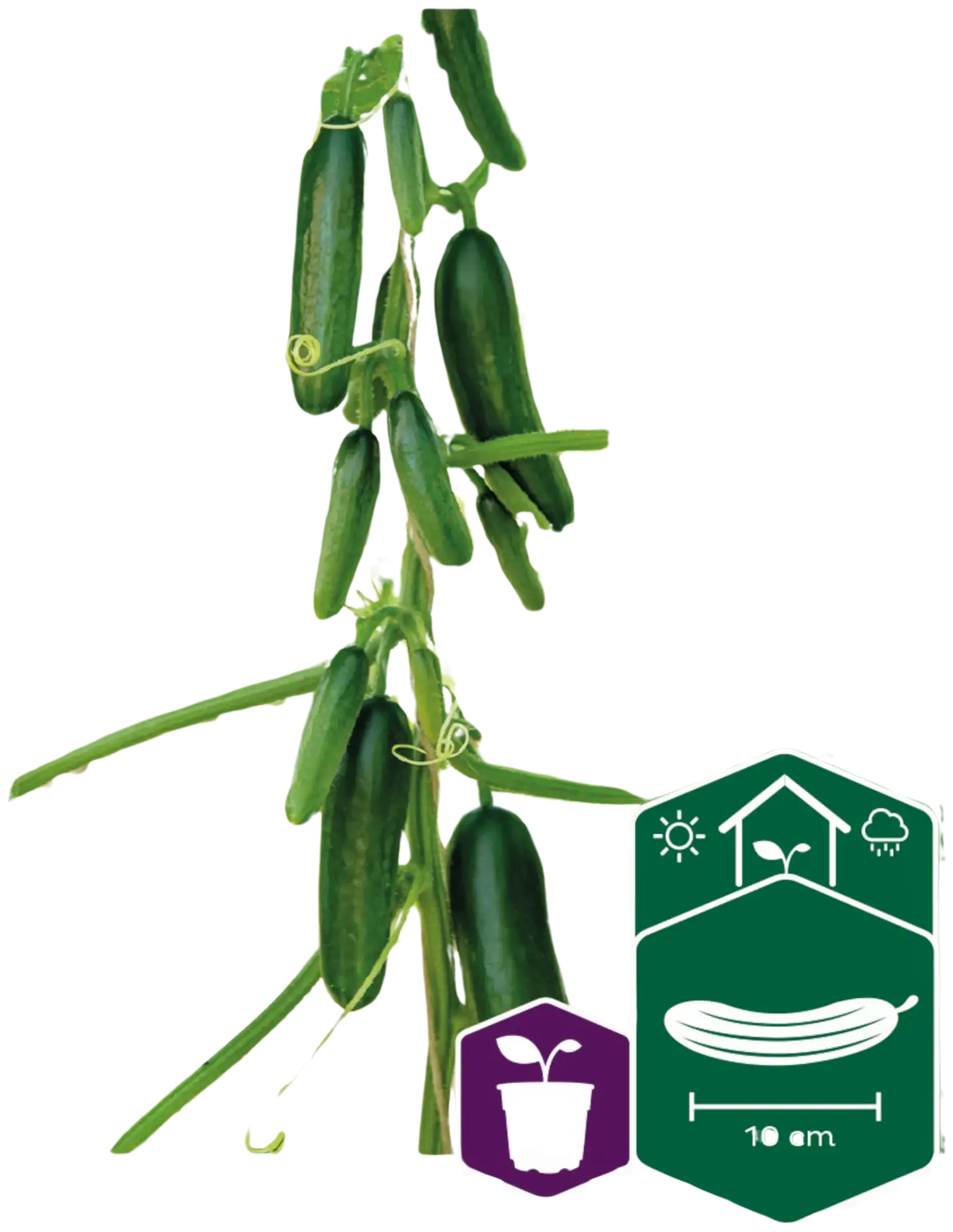 Nelson Garden Kurkku Kasvihuone Kaikura F1