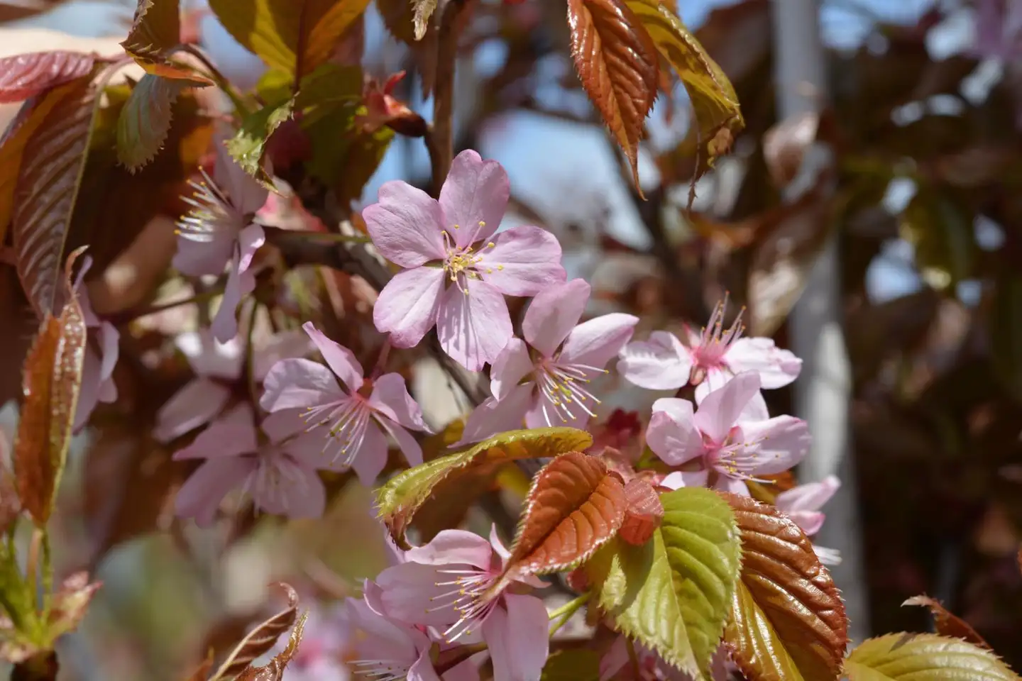 Rusokirsikka 150–250 cm astiataimi Prunus sargentii