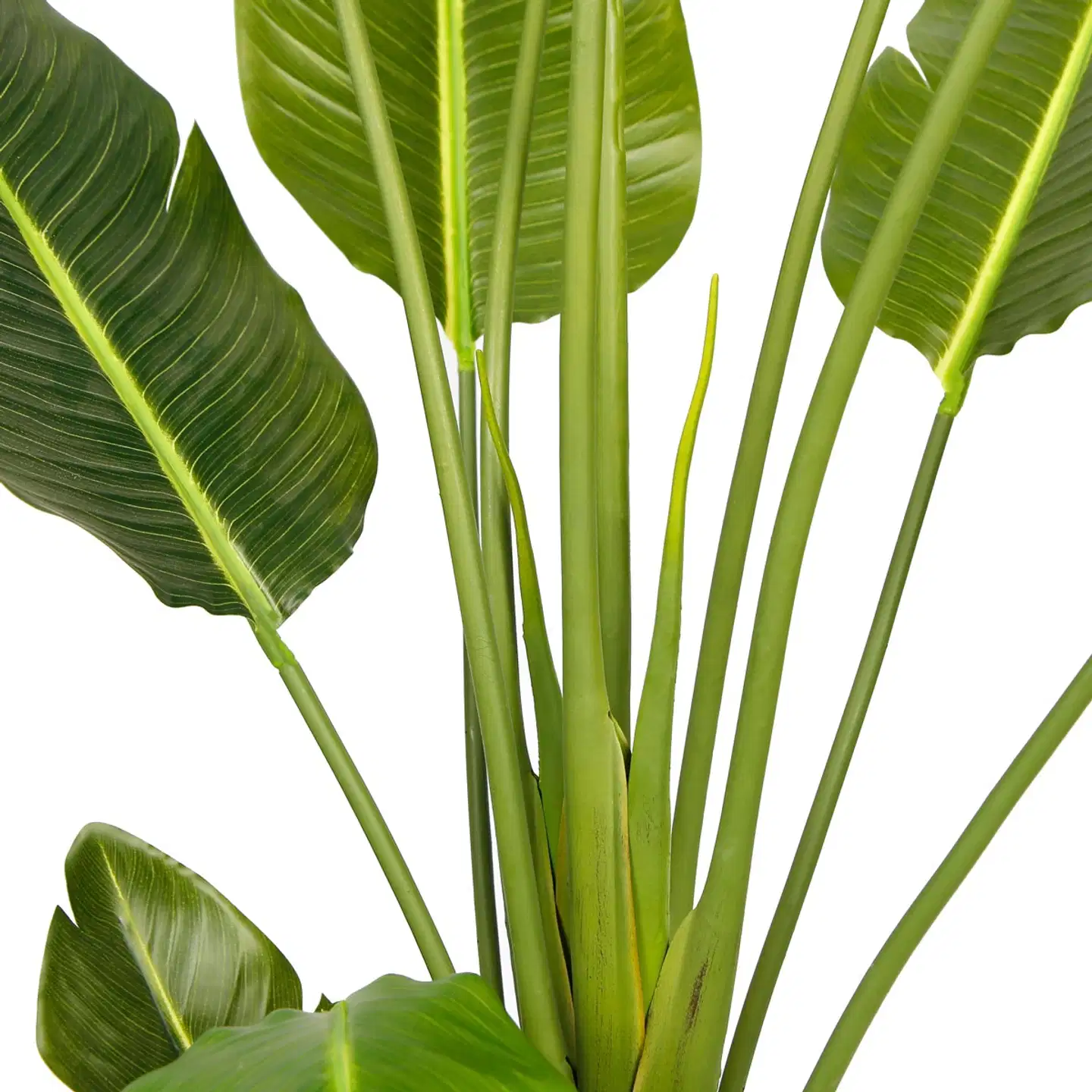 Lykke tekokasvi bird of paradise 200cm - 3