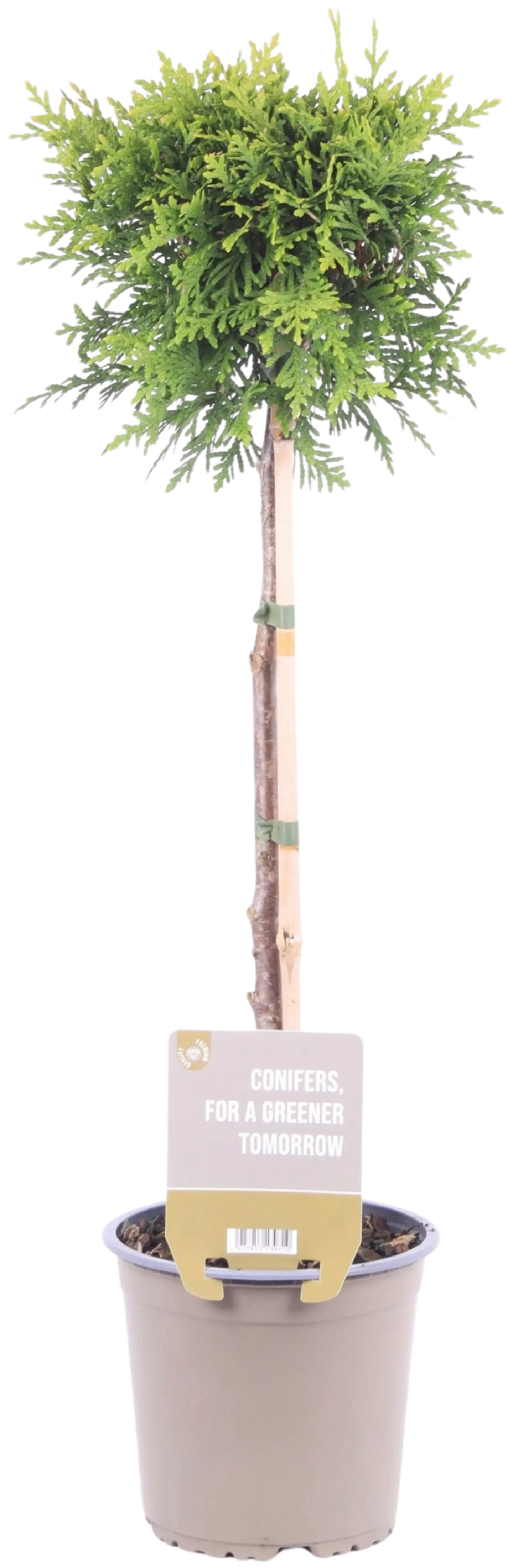 Kartiotuija 'Brabant' rungollinen.  Taimen korkeus 60cm, ruukun halkaisija 15cm.