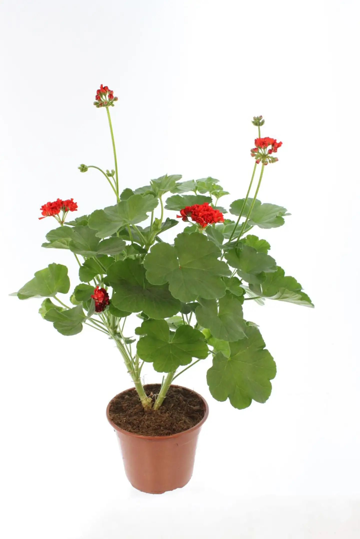 Perinnepelargoni 13 cm - 8