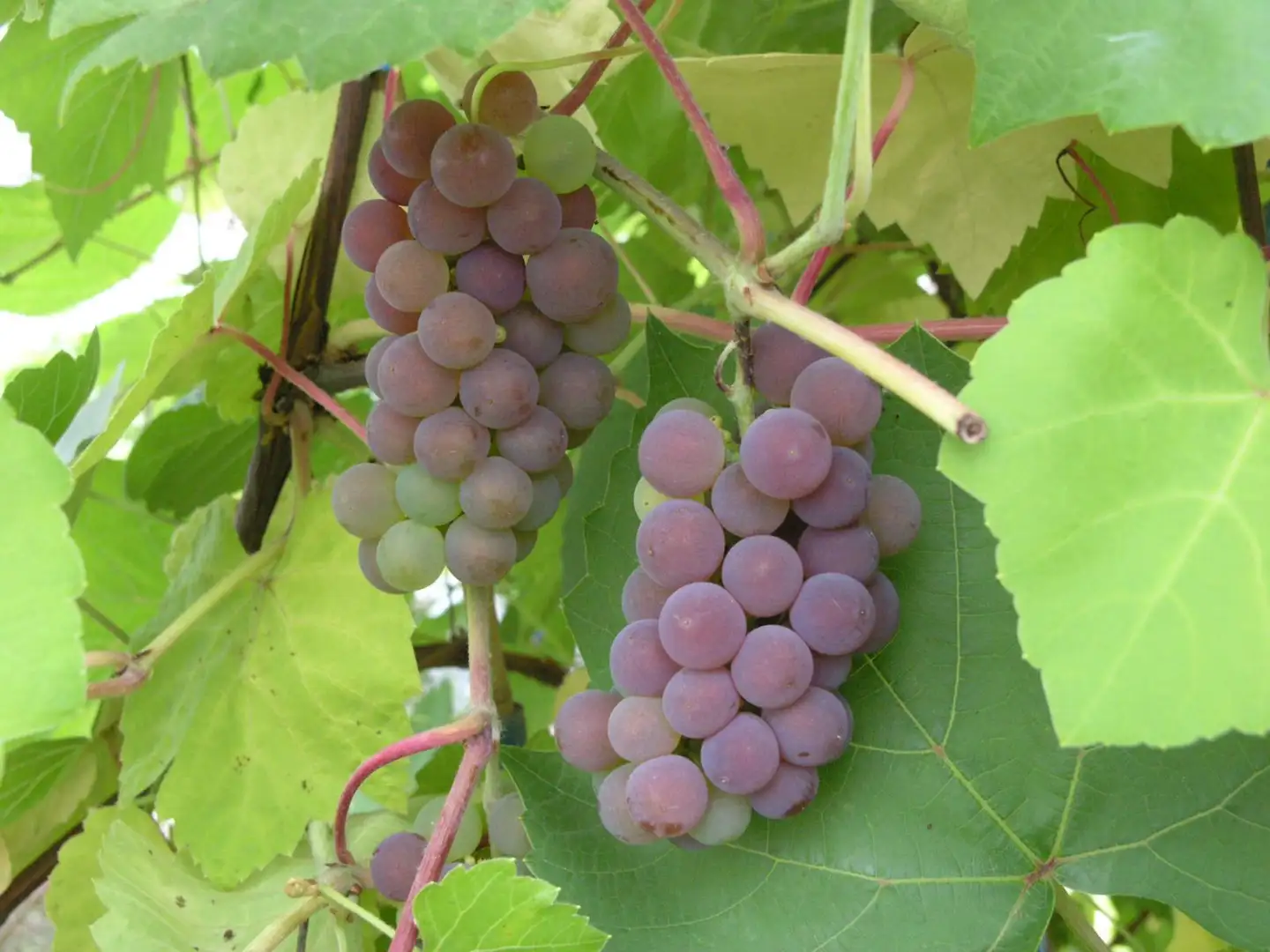 Viiniköynnös ‘Fabel’ 2 l astiataimi Vitis hybr. 'Fabel'