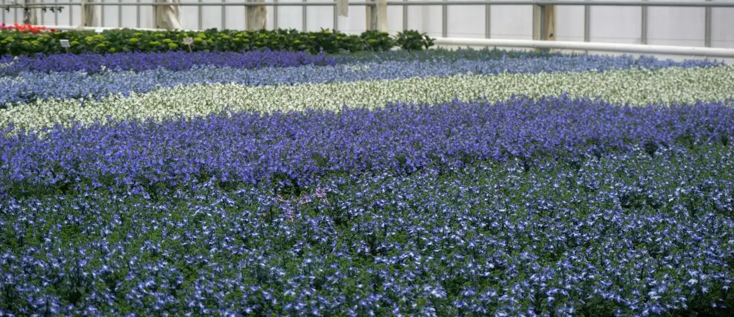 Lobelia iso 12cm värilajitelma - 1
