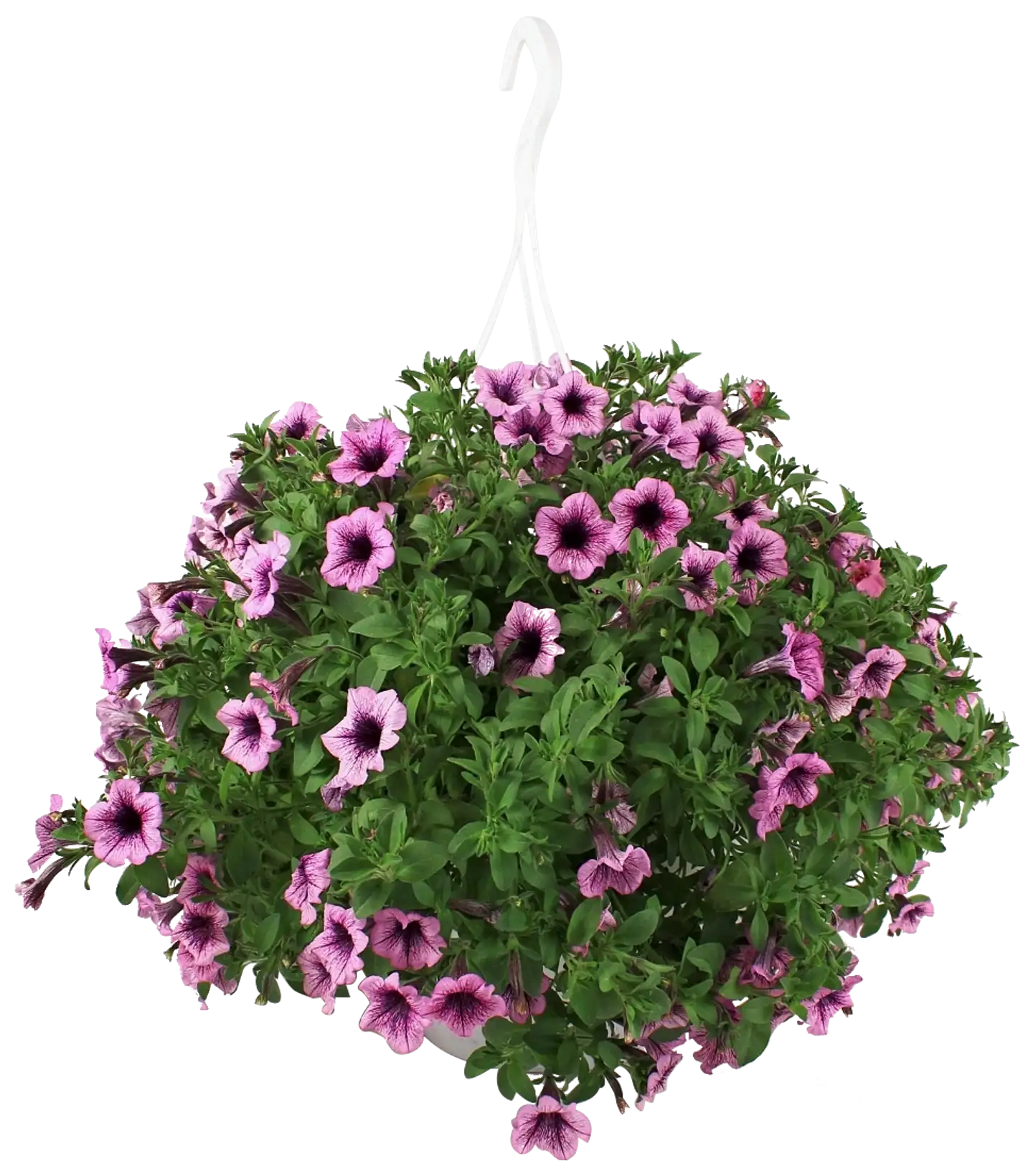Kesäkukka-amppeli 23 cm ruukussa. Lajeina lobelia, lumihiutale, petunia, pikkupetunia ja verbena. - 2