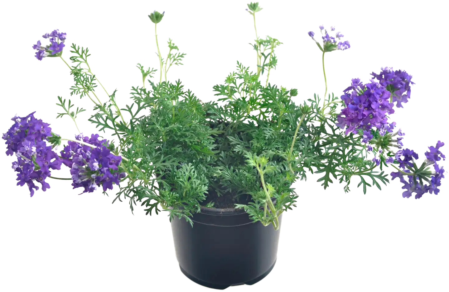 Verbena/rautayrtti, 11 cm:n ruukku, värisekoitus