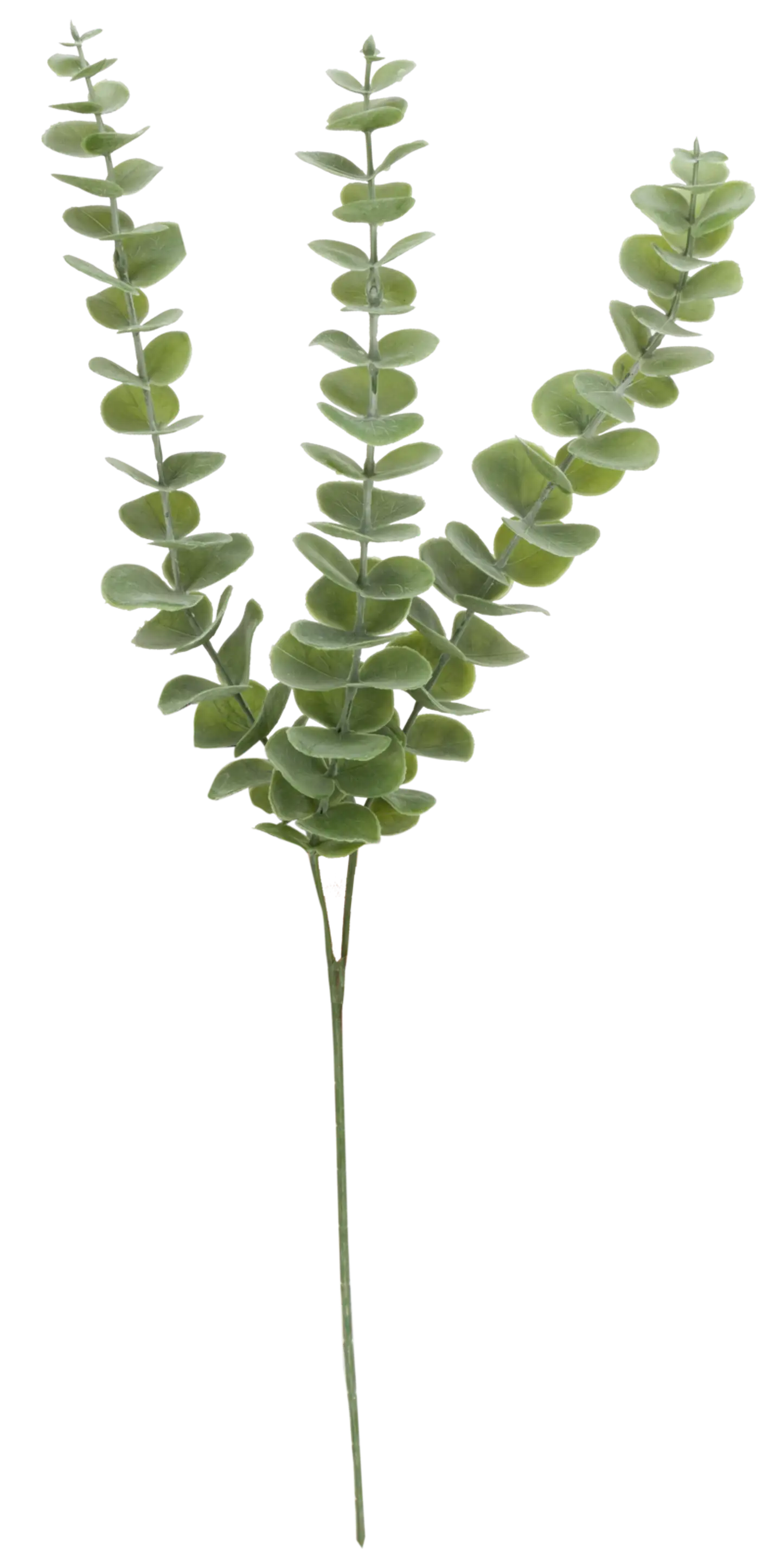 Teko-oksa eukalyptus 60 cm