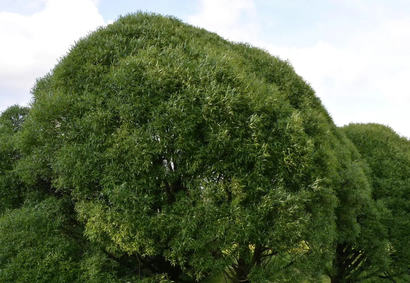 Terijoensalava 'Bullata' astiataimi 3l ruukussa