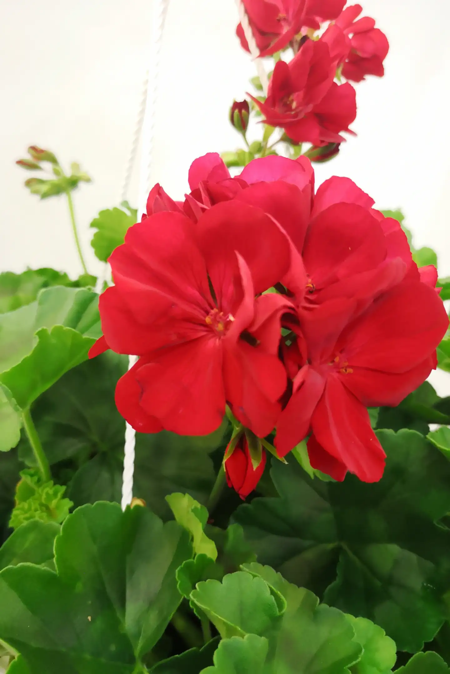 Pelargonia-amppeli 25cm - 4