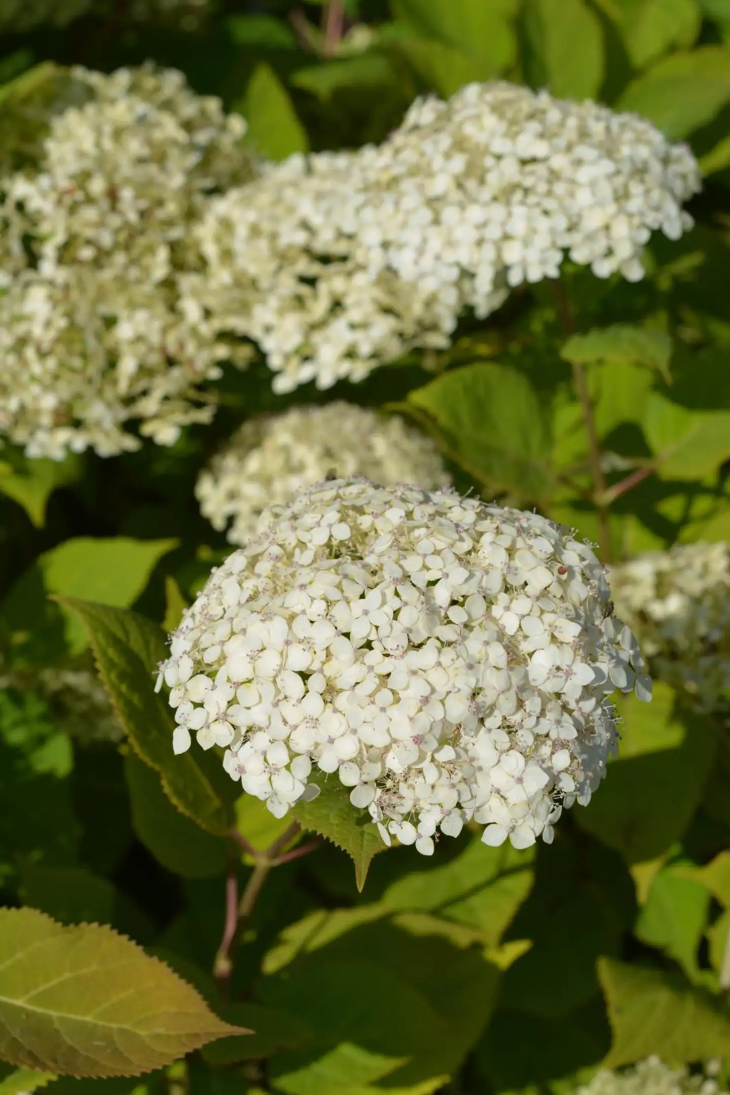 Pallohortensia Lime Rickey 3 l astiataimi Hydrangea arborescens 'Lime Rickey'