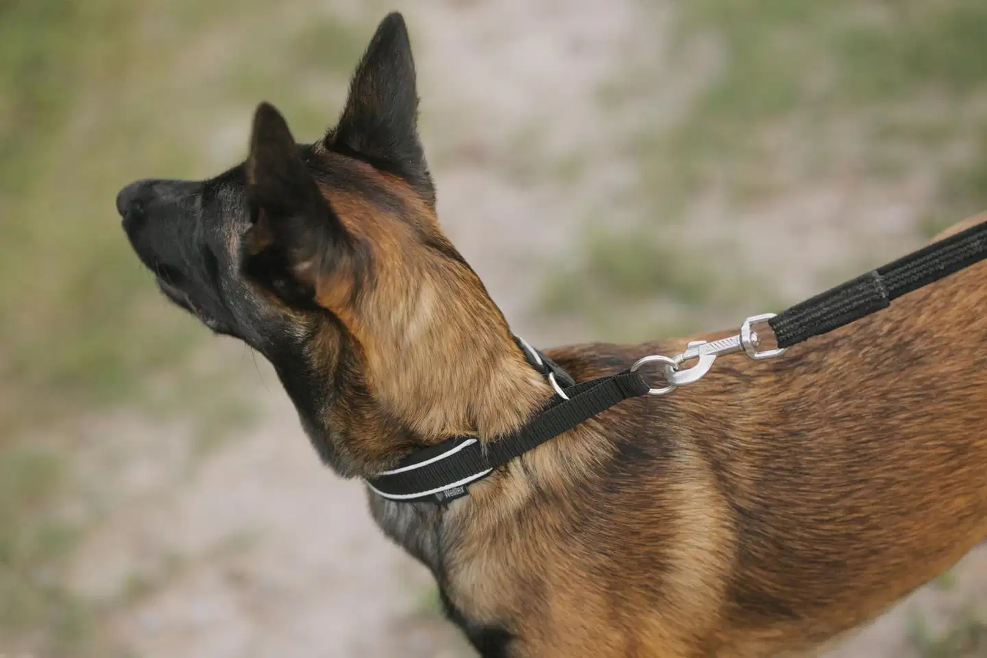 Back on Track Charlie koiran kaulapanta musta 40cm - 3