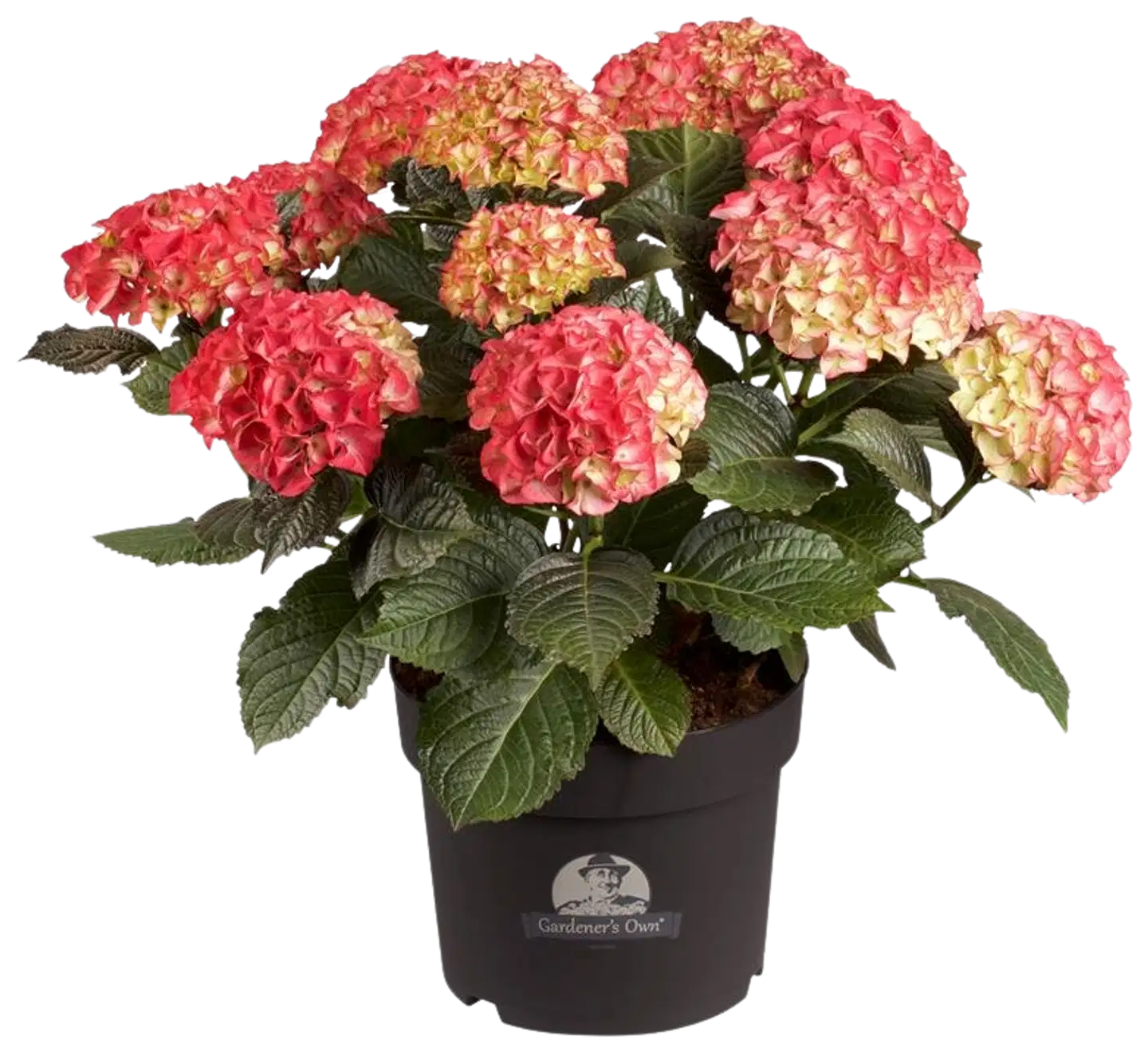 Hortensia RK 21 cm punainen