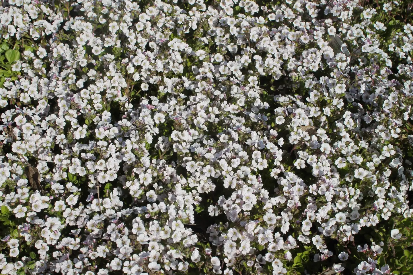 Patjaharso Gypsophila cerastioides