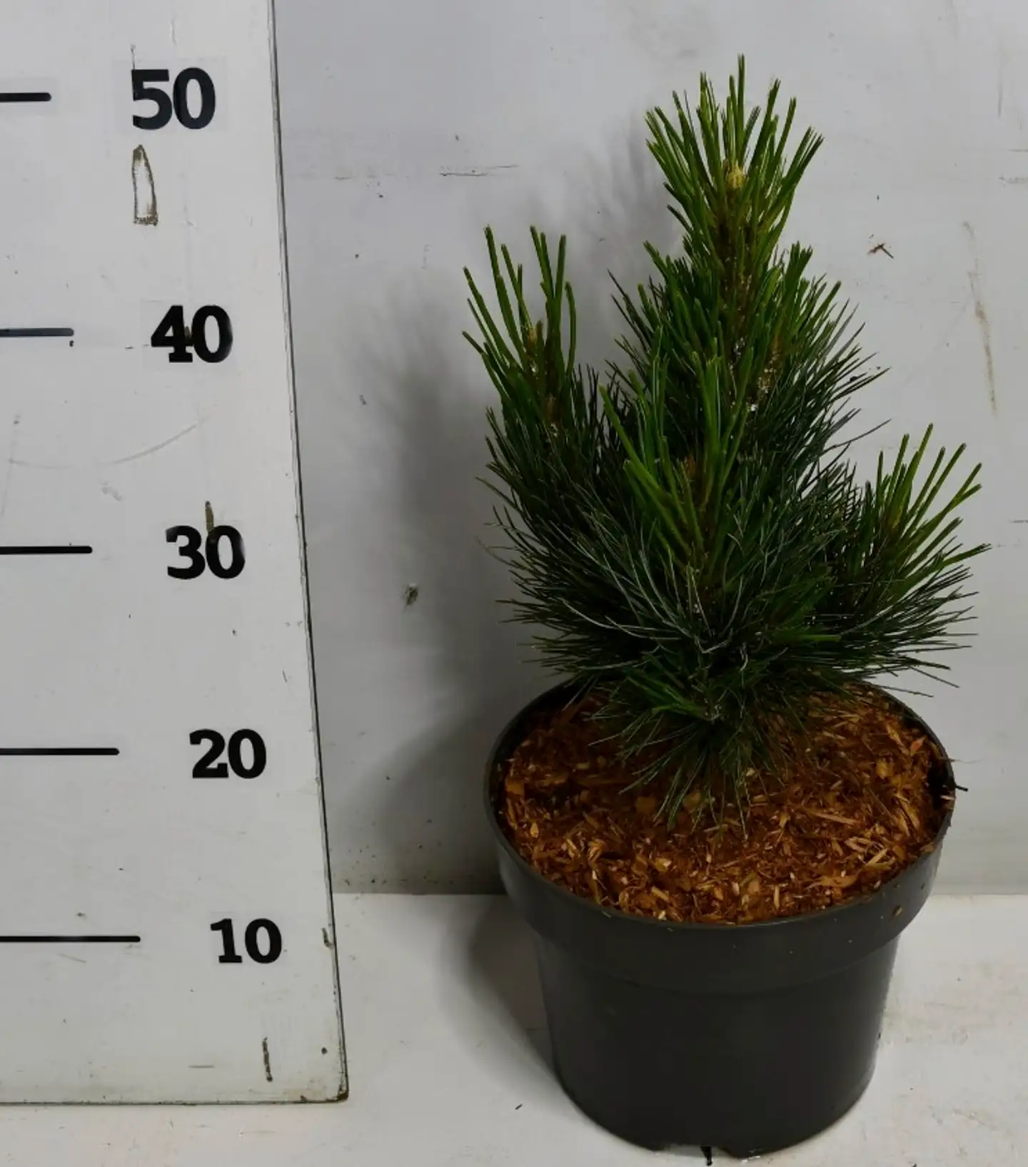 Sembramänty 'Glauca' 25-30 cm astiataimi 5 l ruukku Pinus cembra 'Glauca'