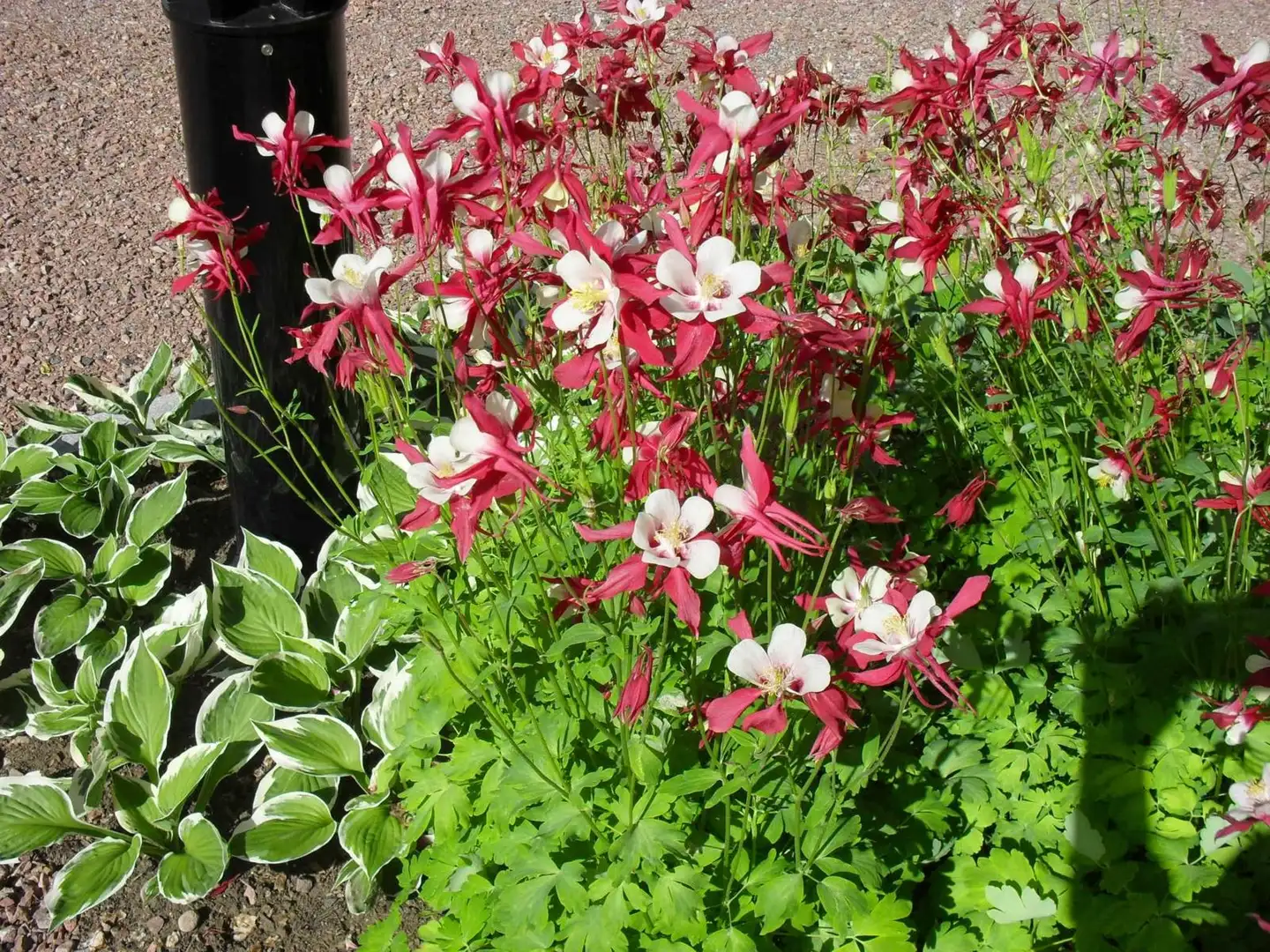 Jaloakileija väriseos Aquilegia x cultorum