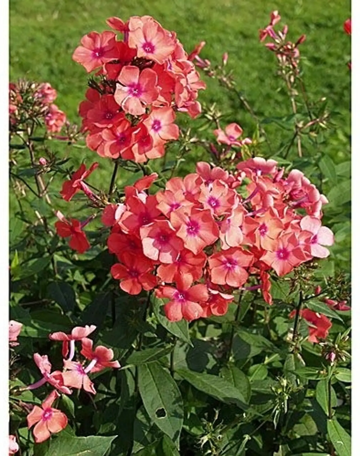 Syysleimu 'Spitfire' Phlox paniculata