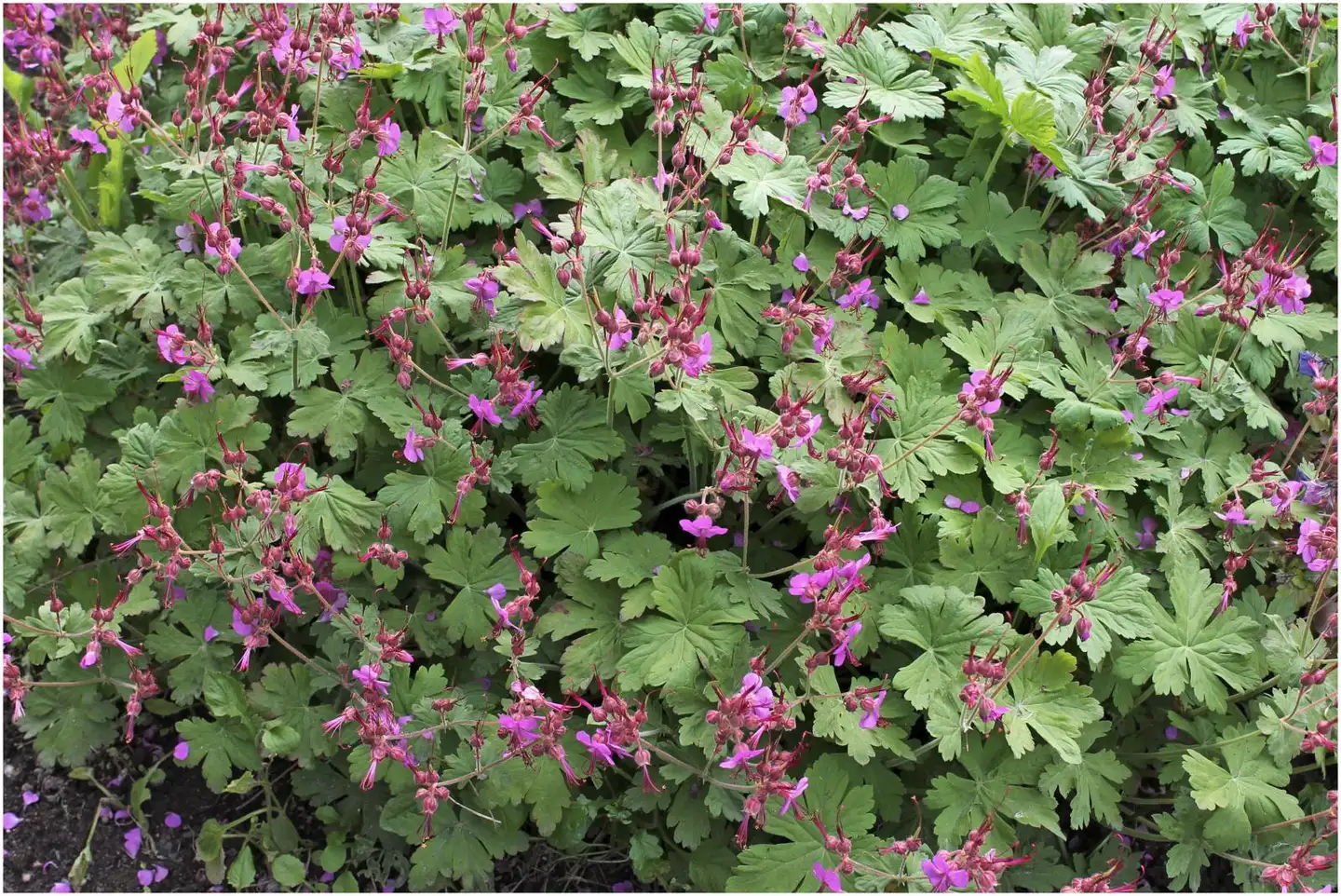 Tuoksukurjenpolvi 'Bevan's Variety' Geranium macrorrhizum