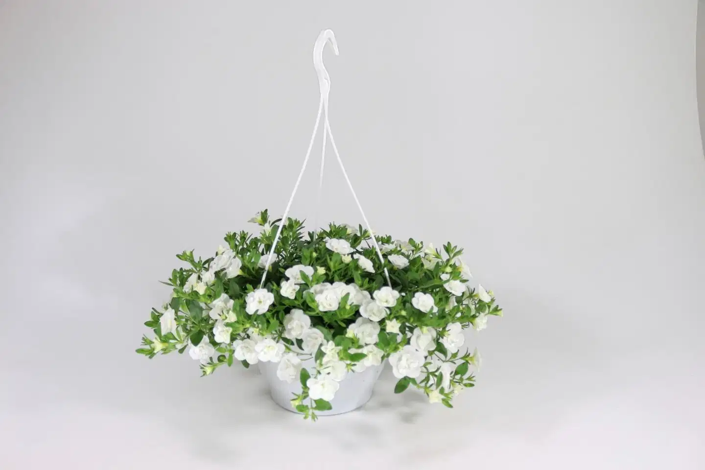 Amppeli kerrotuista lajikkeista, amppelin  halkaisija 23 cm - 3