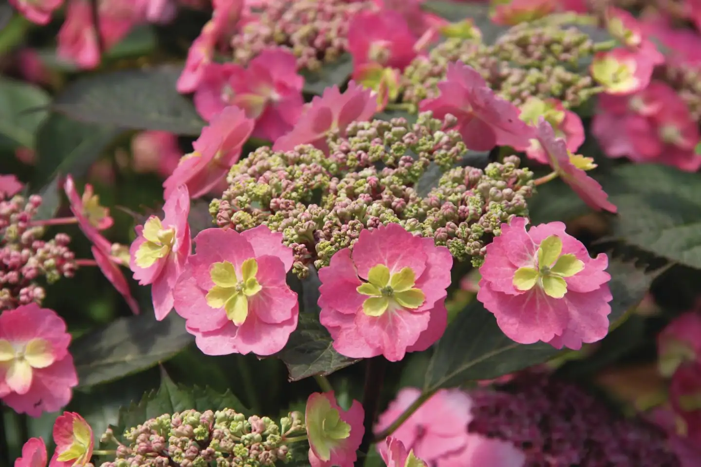 Jalohortensia Flair & Flavours® ‘Cotton Candy’ 5 l astiataimi, Proven Winners-lajike Hydrangea serrata 'MAK20'