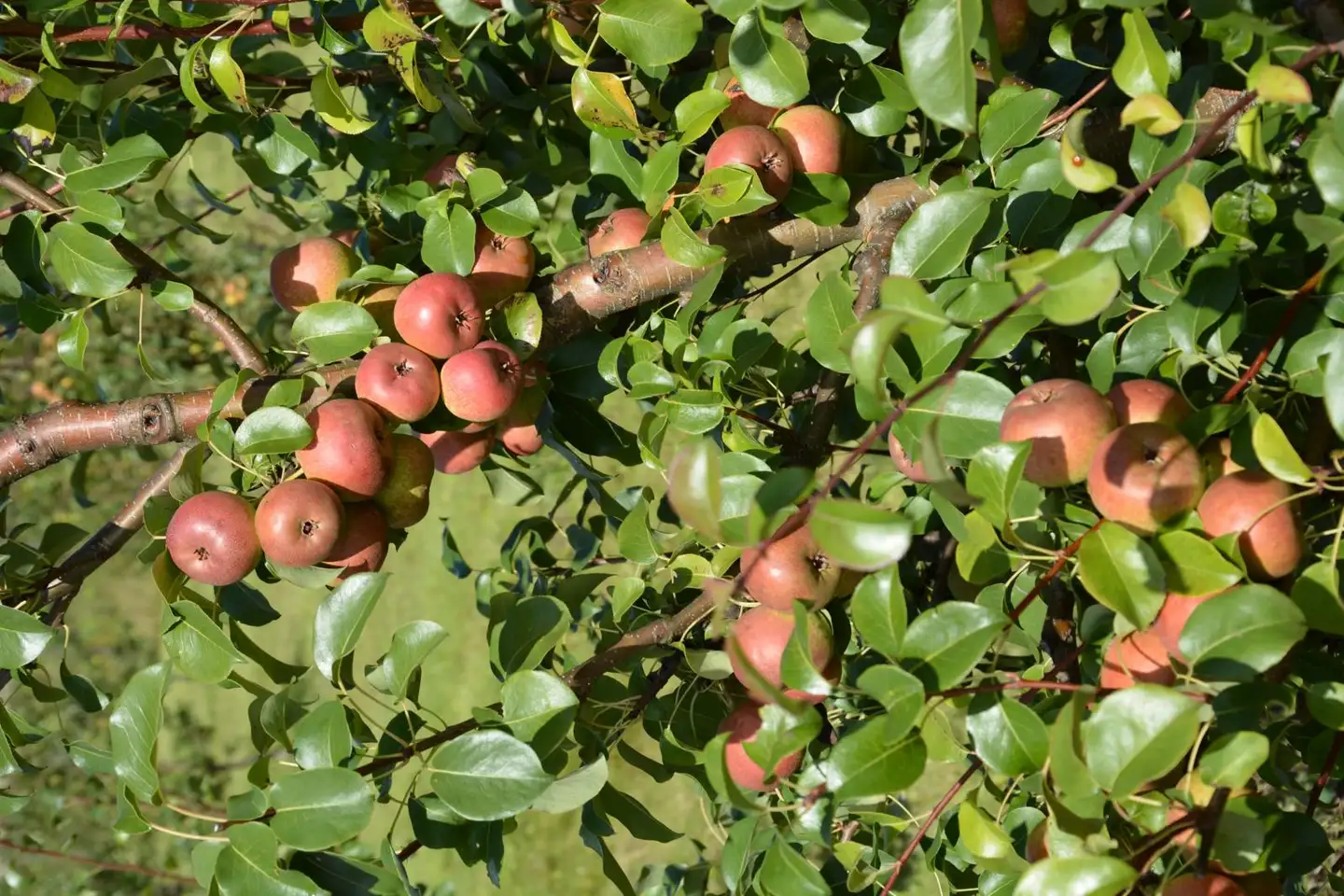 Päärynä ‘Lück’ I lk 7,5 l astiataimi Pyrus communis ‘Lück’