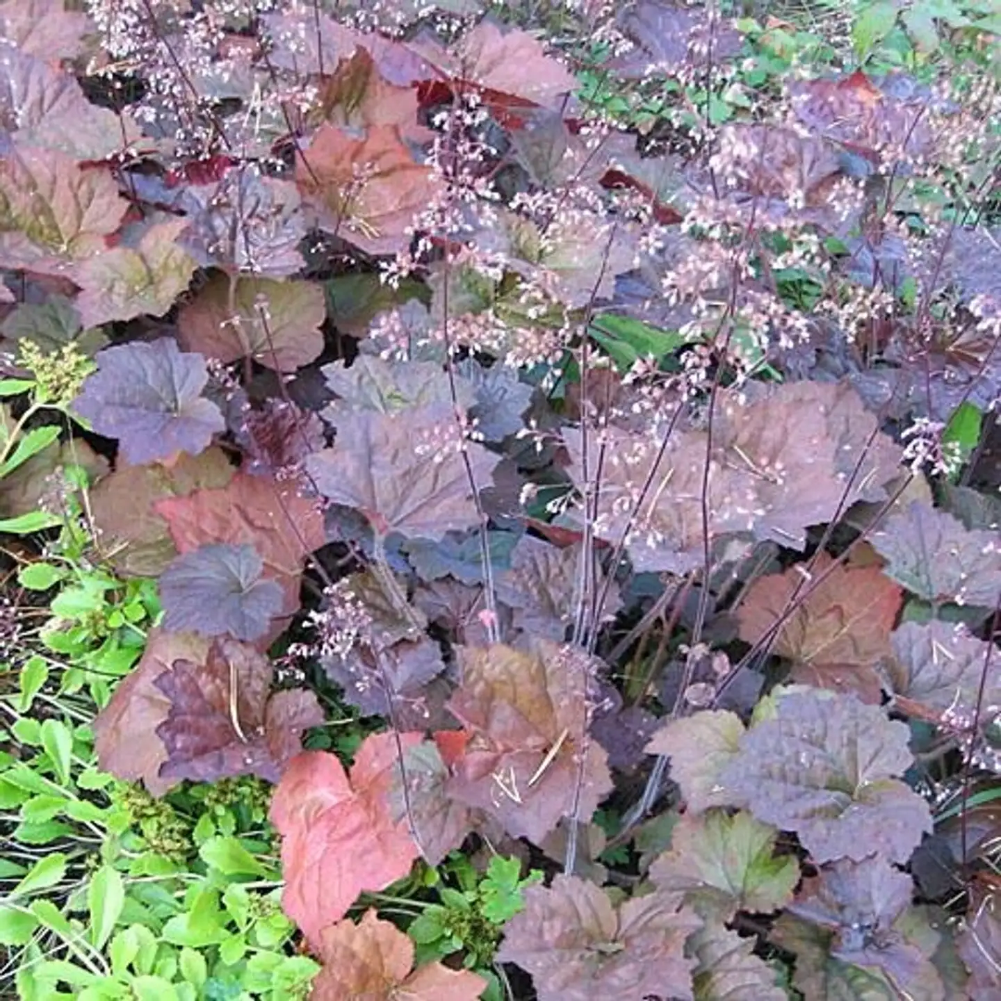 Purppurakeijunkukka 'Palace Purple' Heuchera micrantha