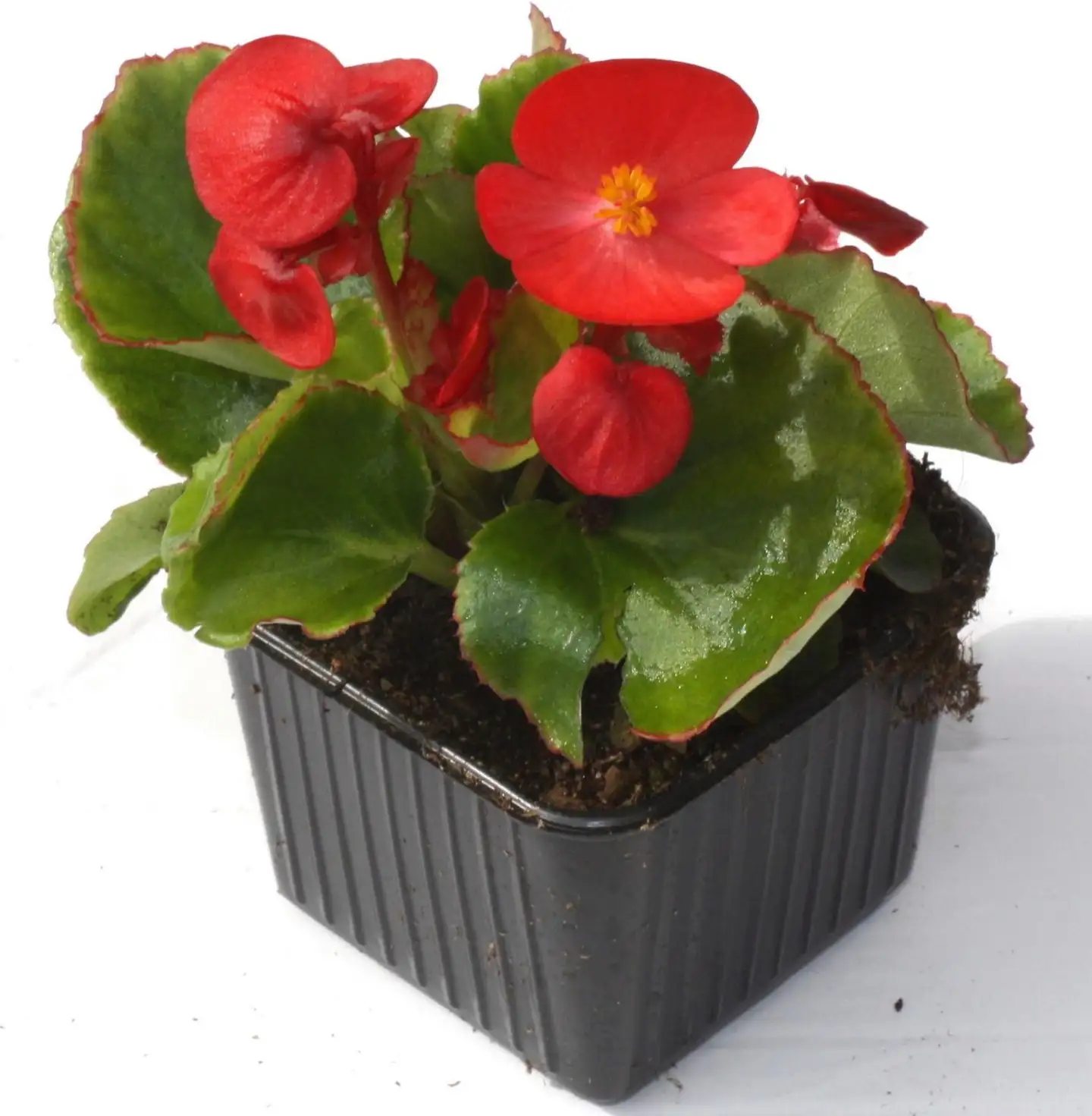Kesäbegonia 8 cm ruukku