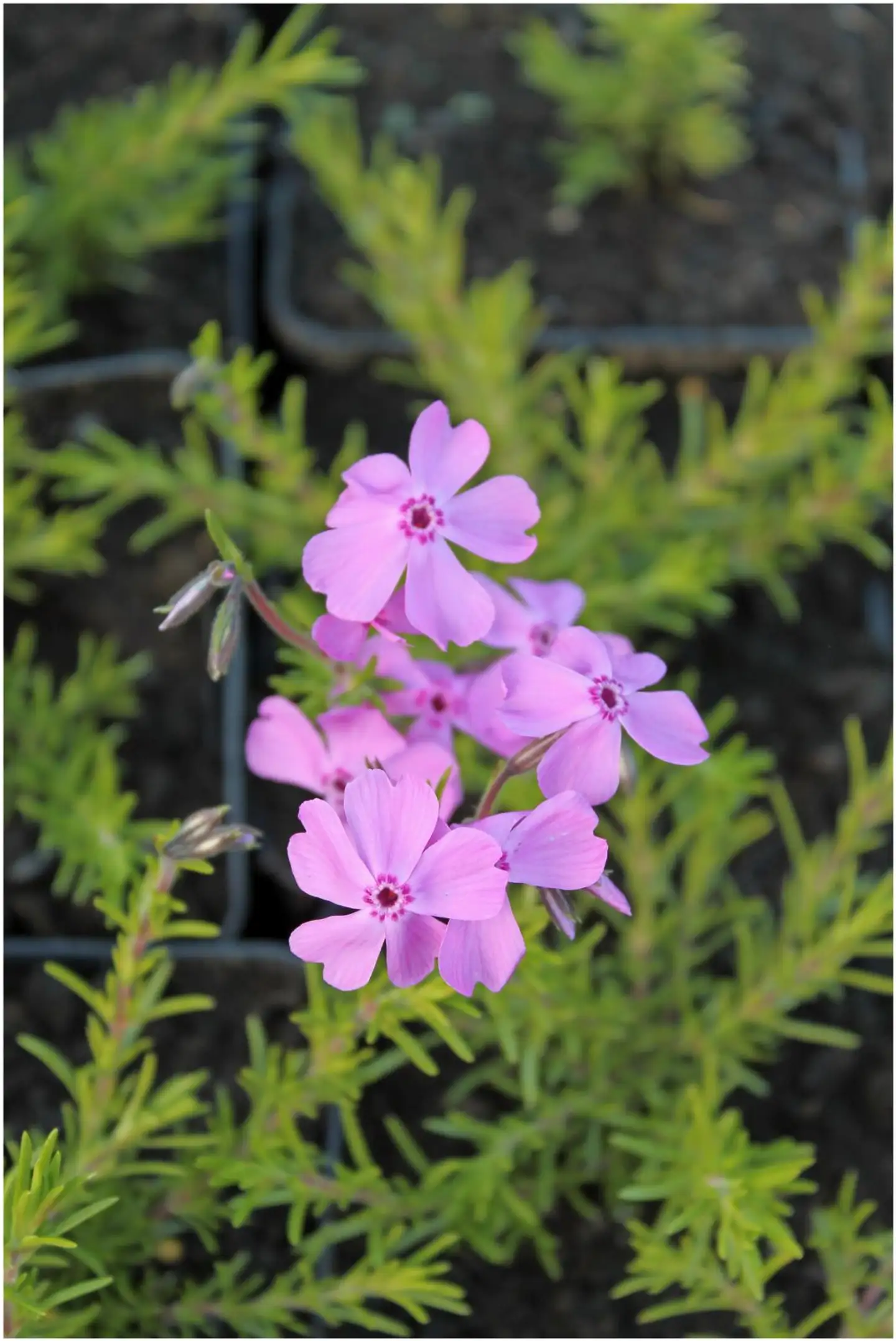 Mätäsleimu 'Daniels Cushion' Phlox douglasii