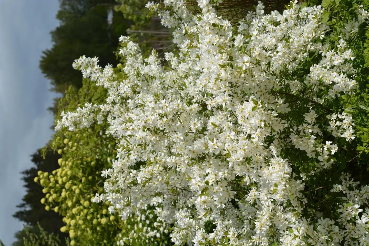 Helmipensas Lotus Moon™ 3 l astiataimi First Editions® kasvikokoelmaa