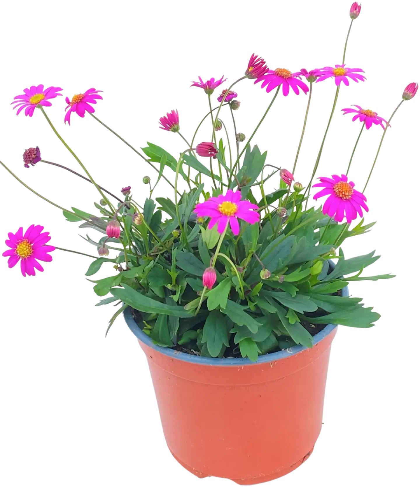 Nukenkaulus 11 cm ruukussa