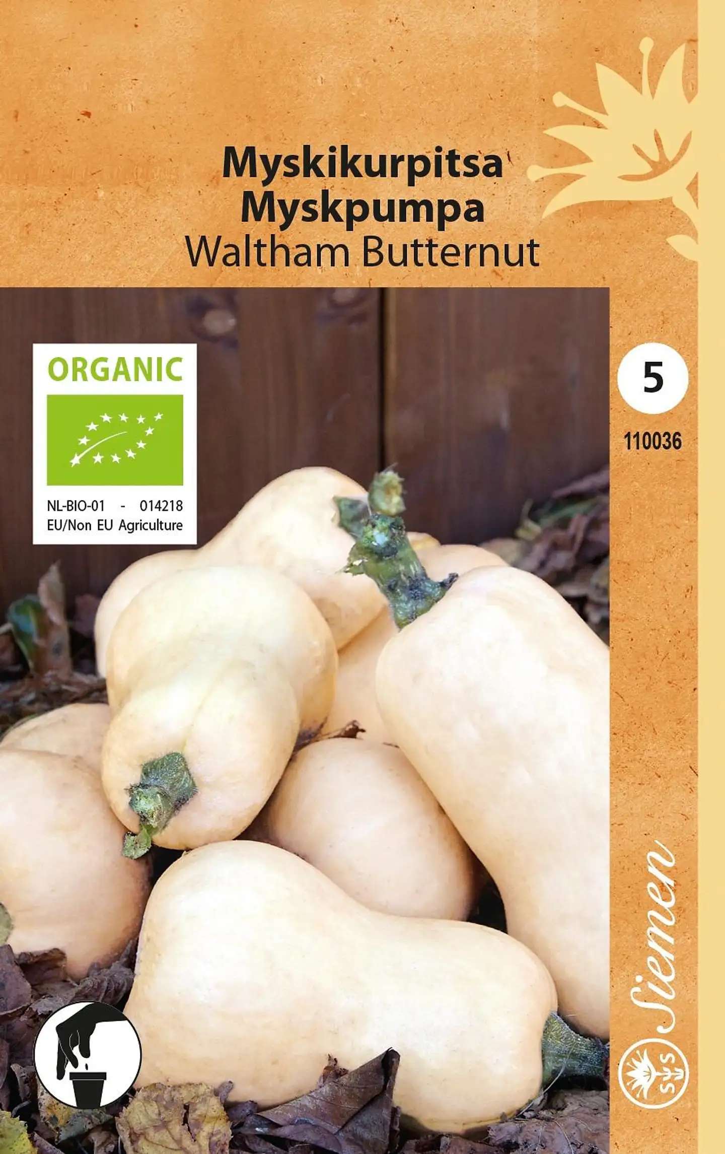 Siemen luomu myskikurpitsa Waltham Butternut