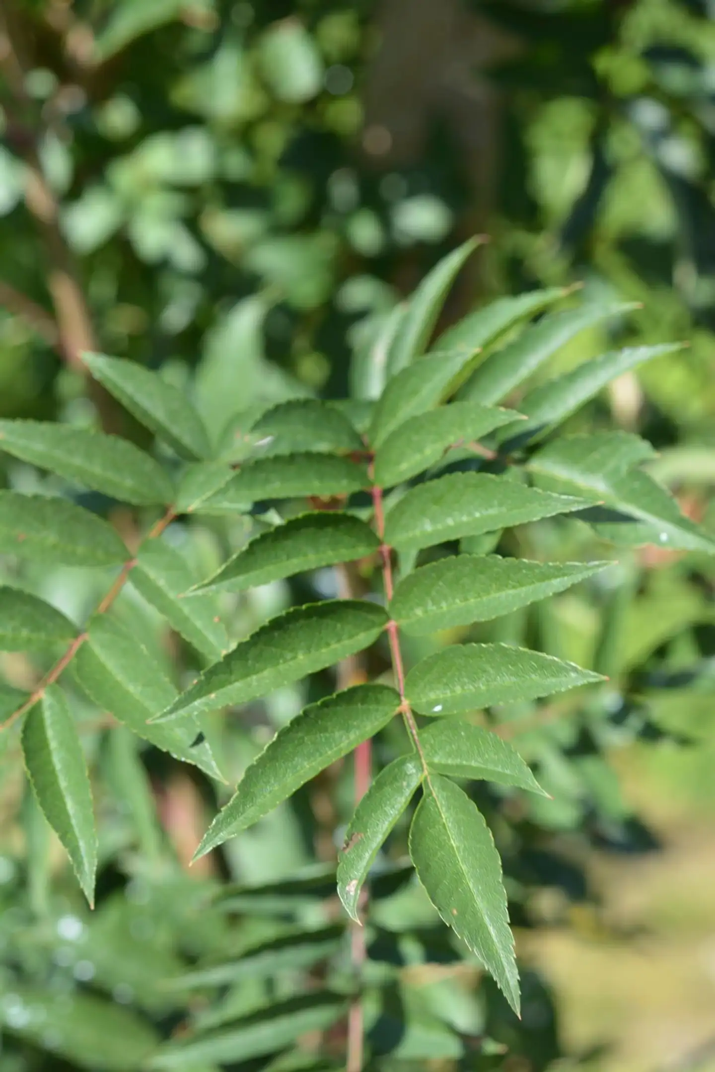 Japaninpihlaja 150-250 cm astiataimi Sorbus commixta