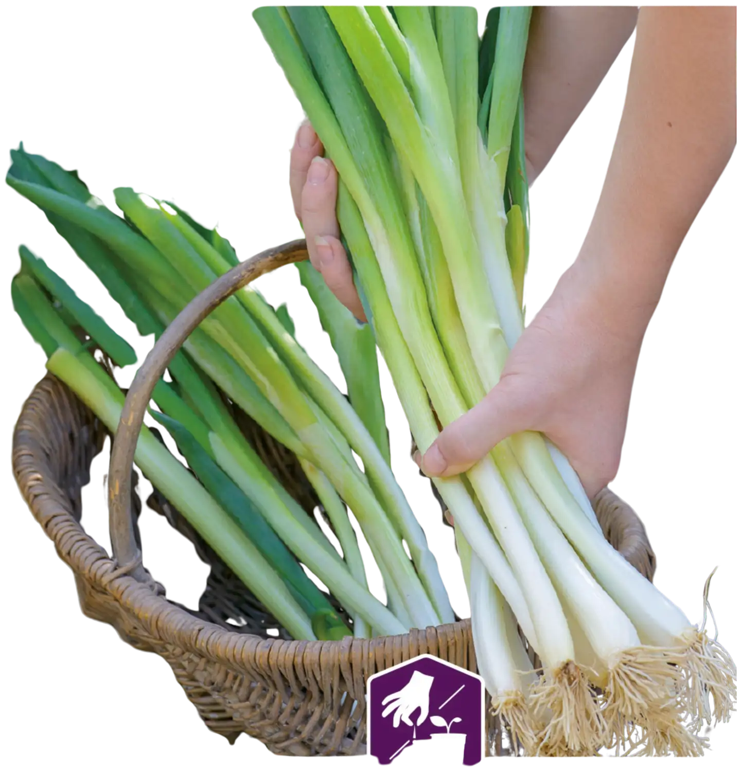 Nelson Garden Sipuli Pilli Long White Ishikura