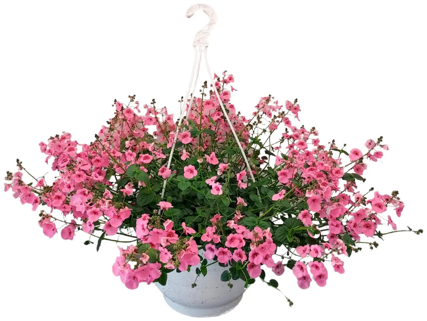 Heimosen Puutarha Diana-amppeli 23cm