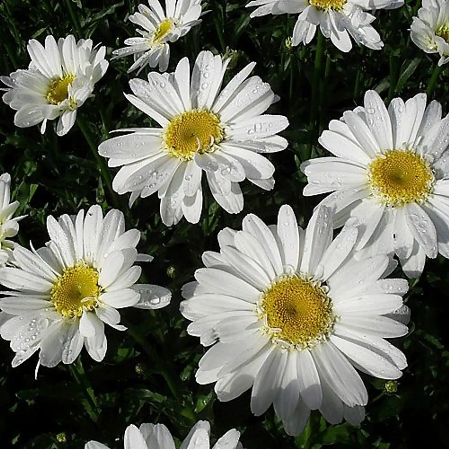 Päivänkakkara 'Edith' Leucanthemum