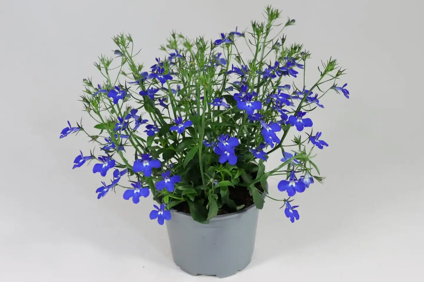 Lobelia 12 cm ruukussa - 2