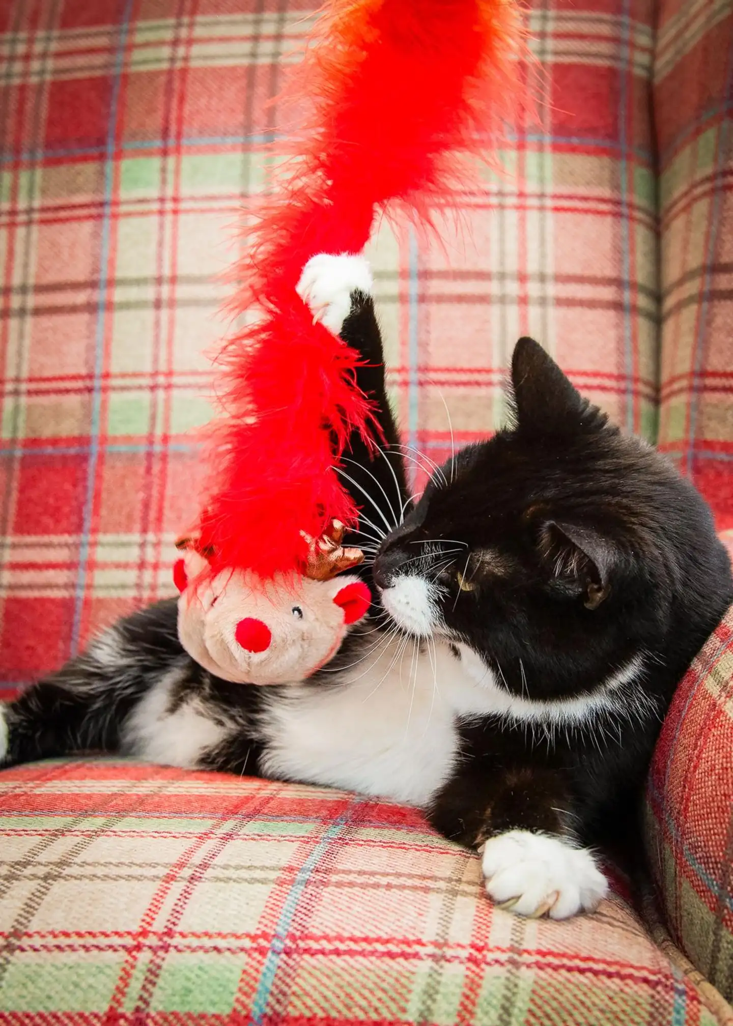 Rosewood Kissan onkilelu Roxy-poro - 3